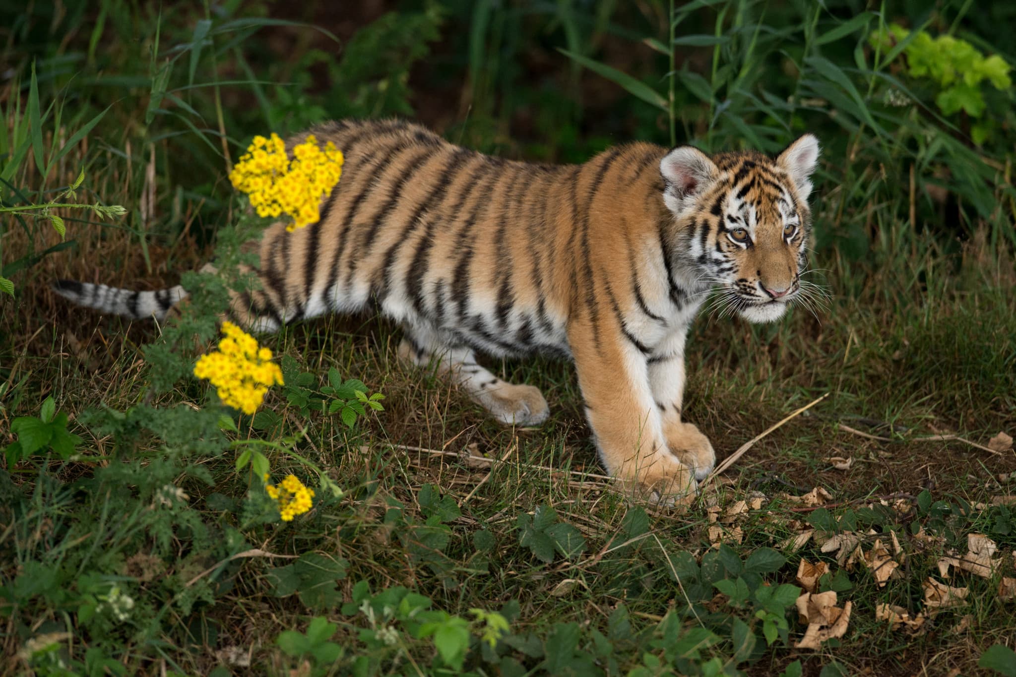Yorkshire Wildlife Park: Un homme grièvement blessé par un tigre dans un zoo britannique