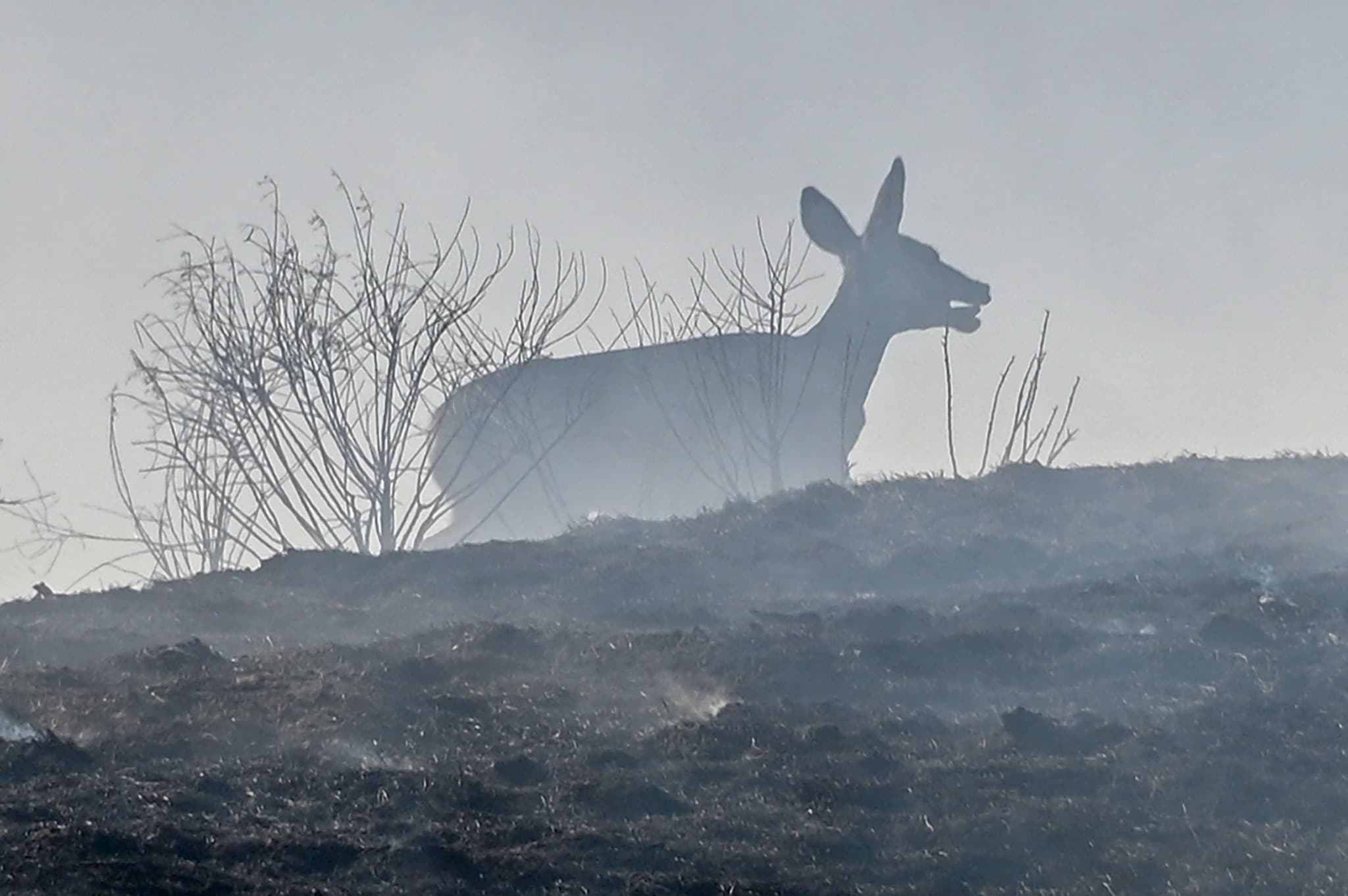 Biodiversité menacée: Incendies: les animaux vont payer un lourd tribut