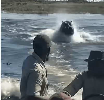Scène insolite au Botswana: Un hippopotame charge un bateau de touristes