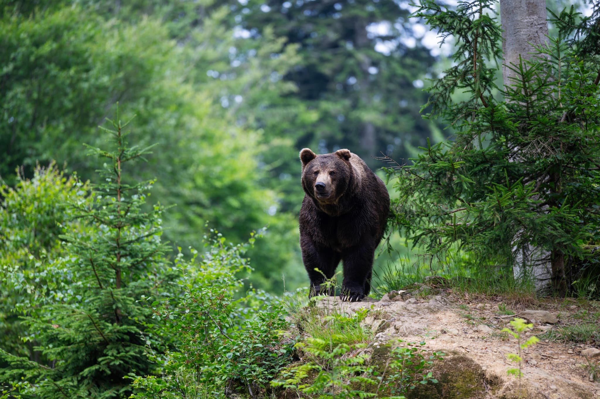 Réunion au Luxembourg: Après le loup, l’ours brun dans le viseur de plusieurs pays européens