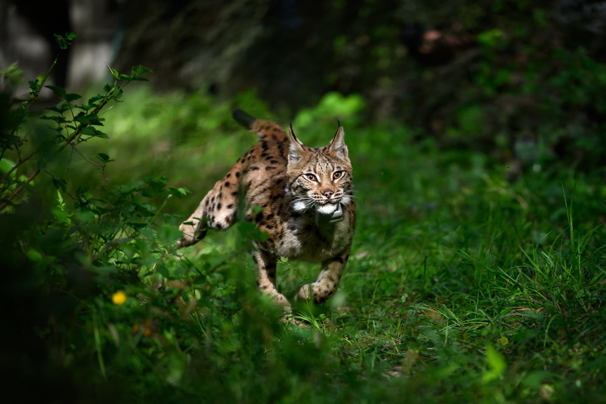 Collisions routières: Le panneau «Attention lynx» est testé en France