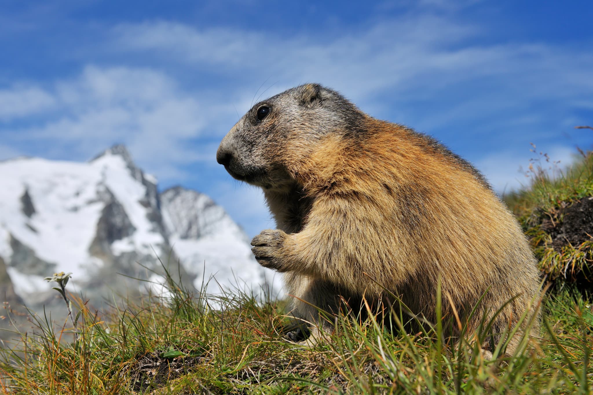 Protection animale: L’interdiction de la chasse à la marmotte réclamée en France