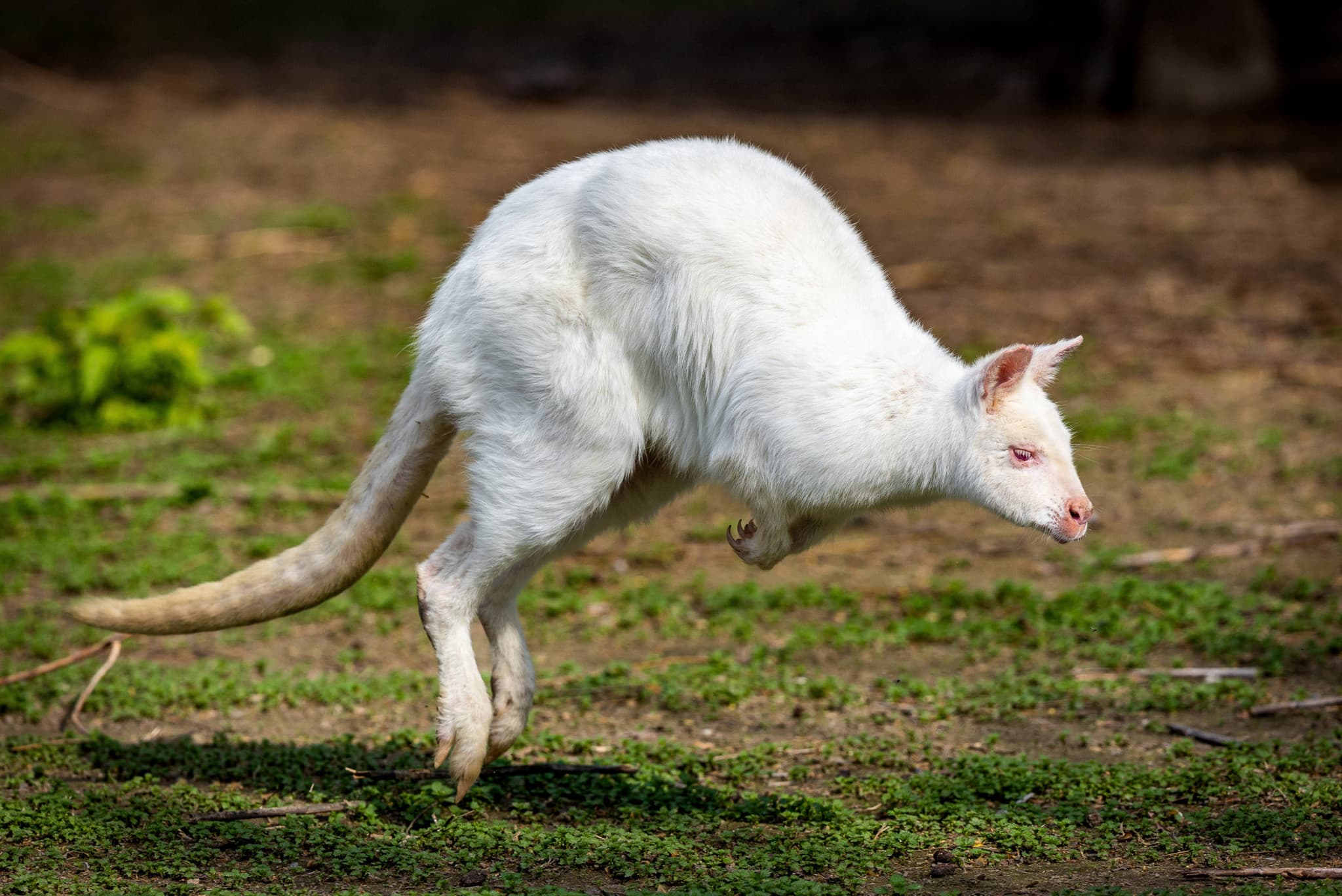Un marsupial en pleine rue: Un wallaby albinos rarissime capturé dans un village de la Loire