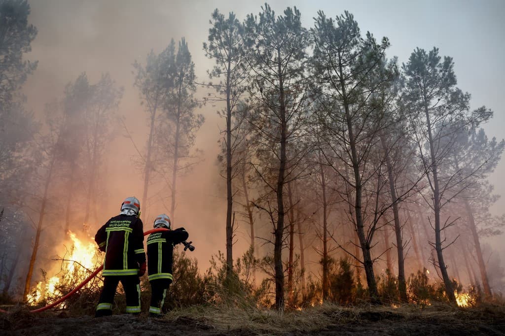 Lézards, poissons, chevreuils…: La faune sauvage piégée dans l’enfer des incendies en France