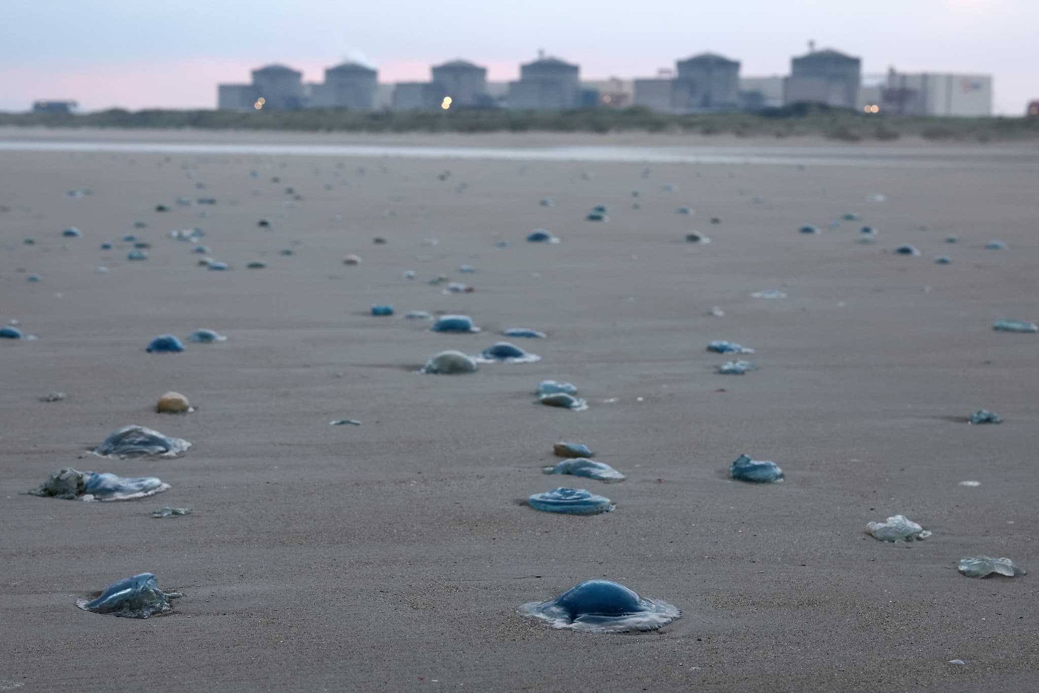 Centrale de Gravelines: Des méduses entraînent l’arrêt partiel d'une centrale nucléaire