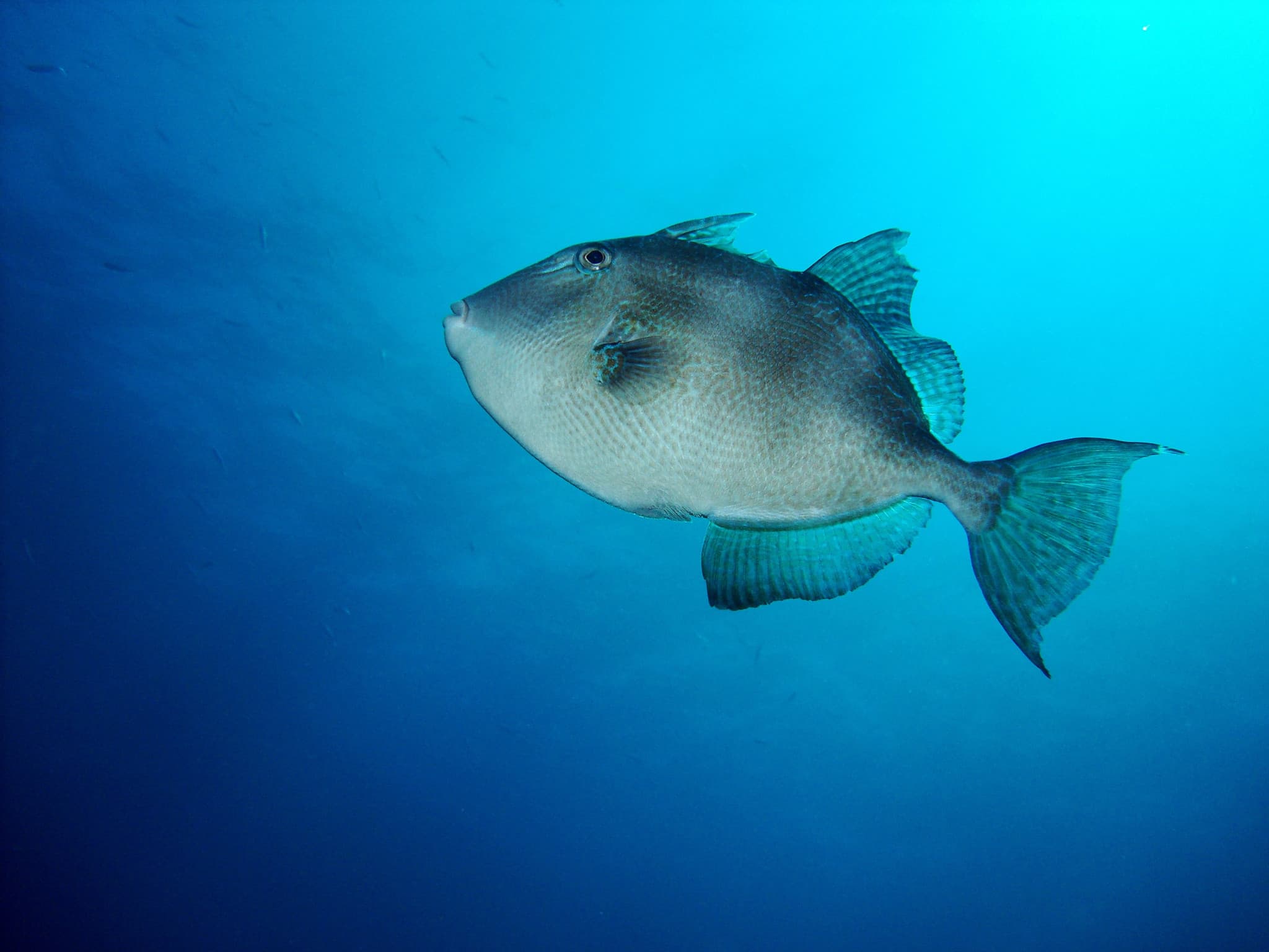 Morsures d’animaux: Un mystérieux petit poisson joue aux dents de la mer en Italie