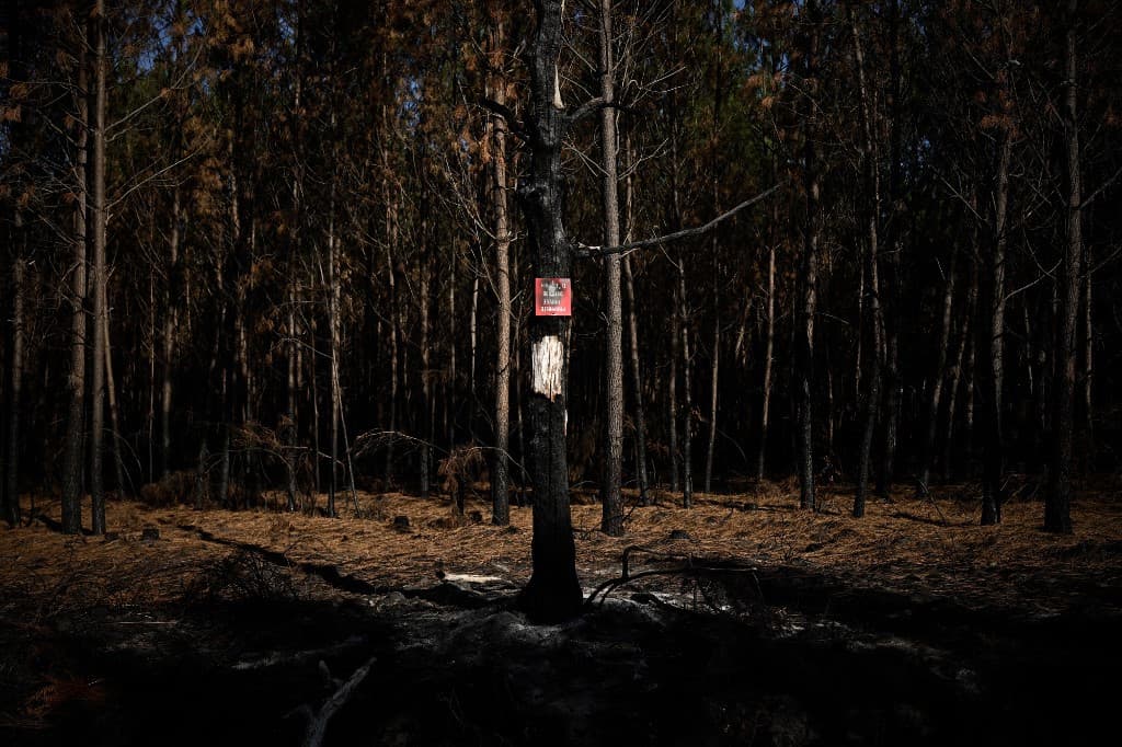 Forêts de Gironde: Après le mégafeu, les sylviculteurs redoutent une nouvelle catastrophe