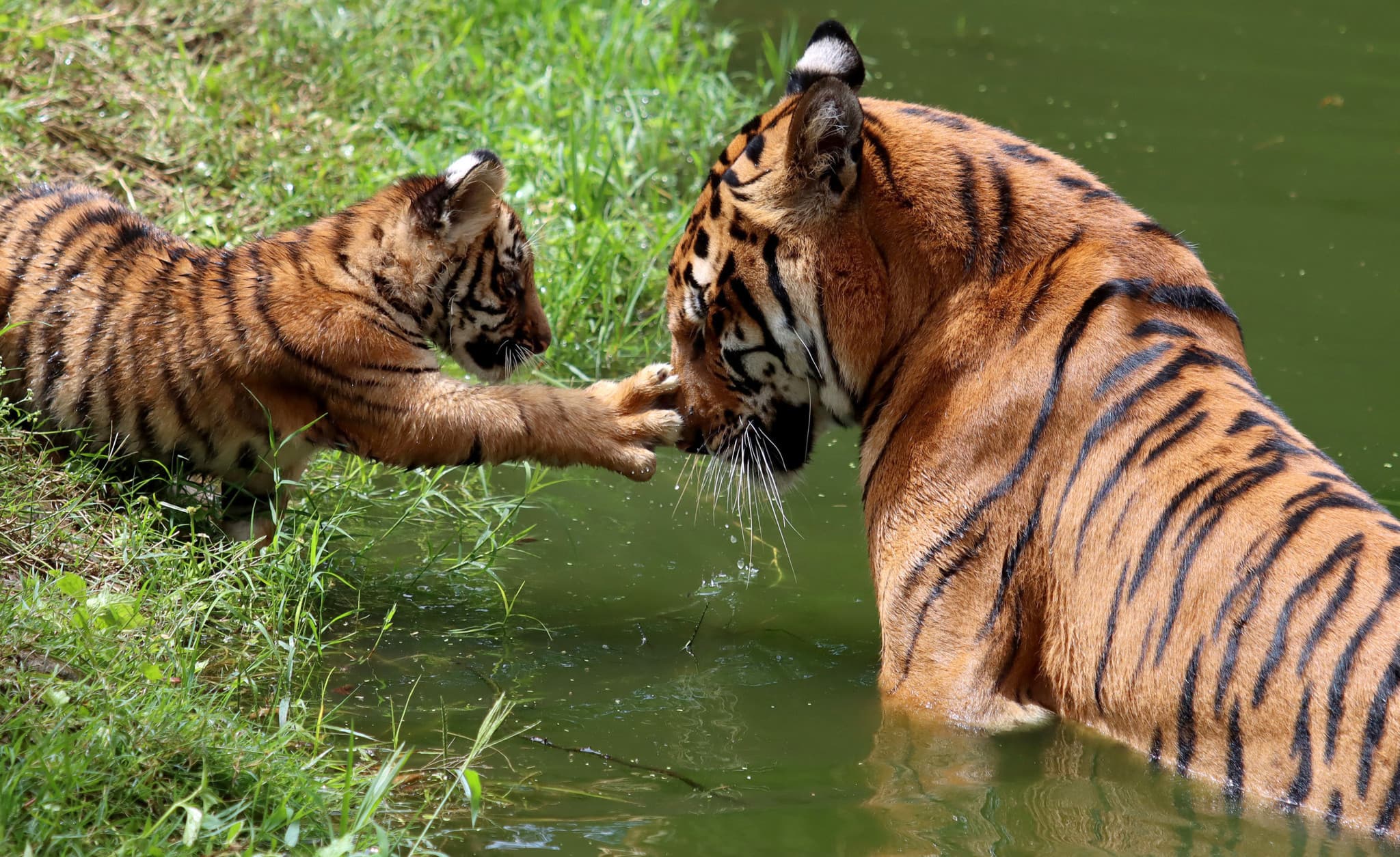 Protection de la faune sauvage: La population de tigres continue d’augmenter au Népal