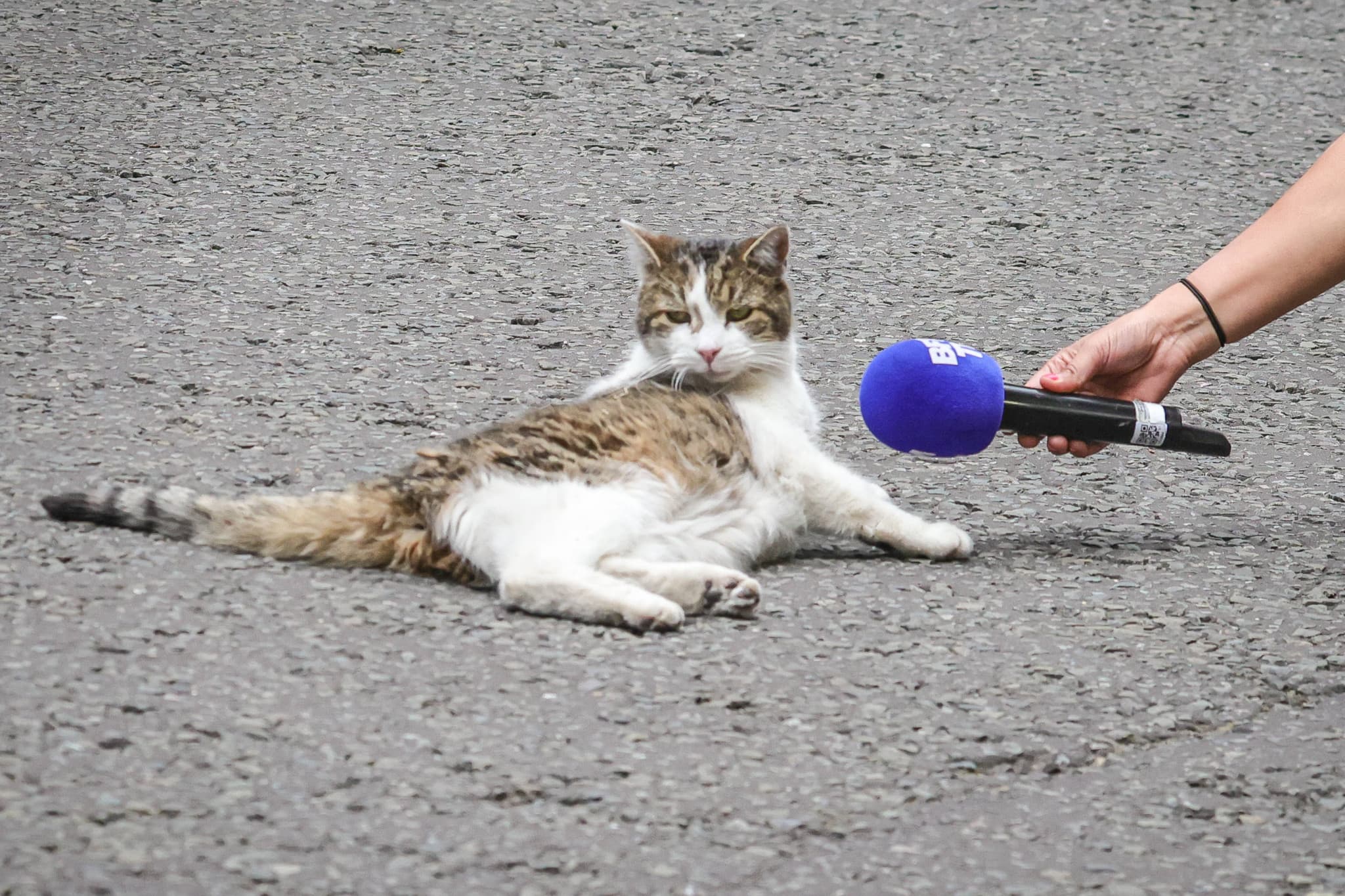 Après le départ de Keir Starmer: L’indétrônable chat «Larry» s’apprête à accueillir un 7e premier ministre