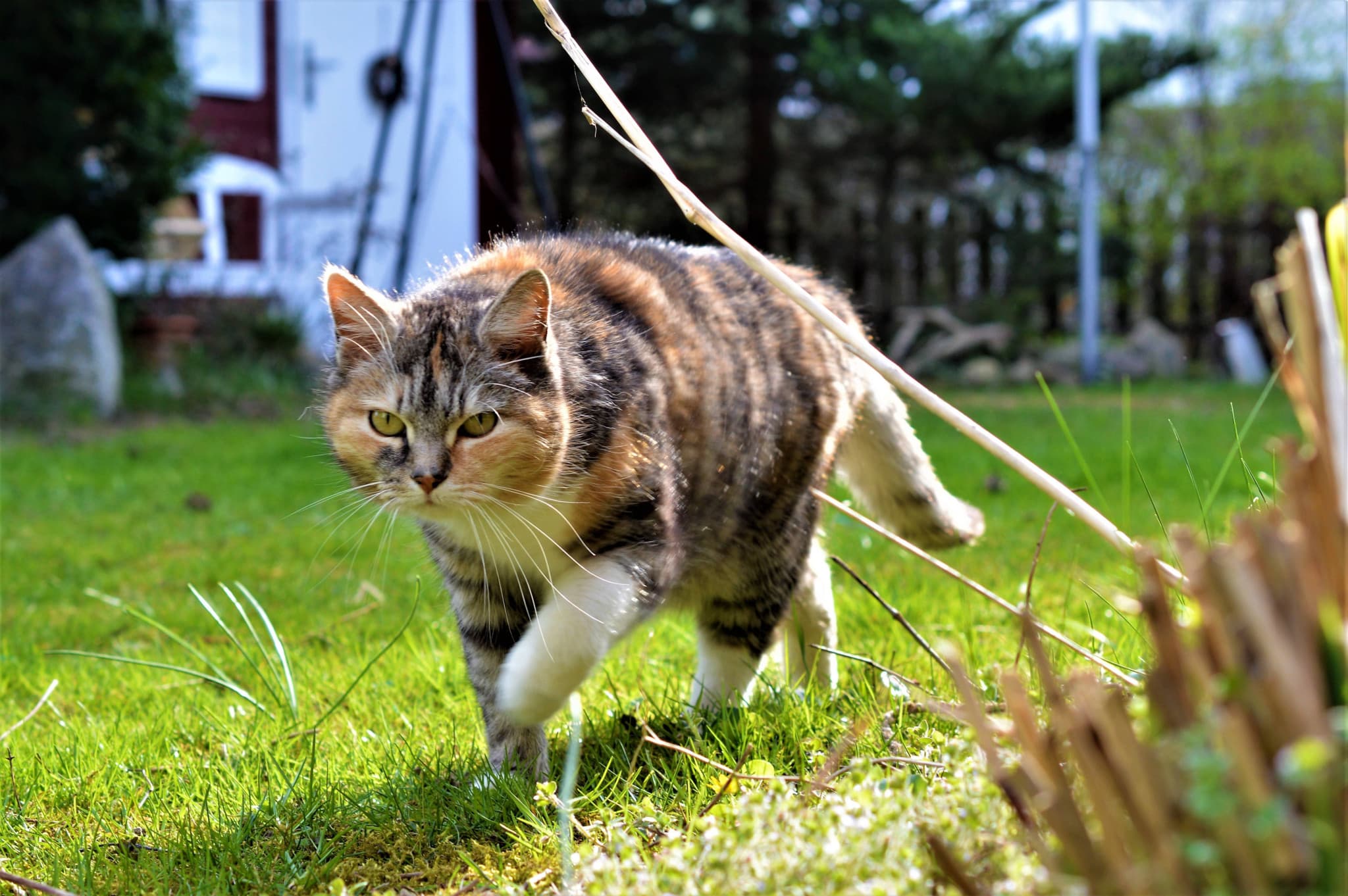 Petit miracle en France: Un chat perdu depuis 17 ans retrouvé lors des incendies de forêt