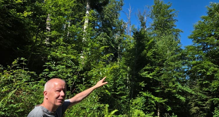 En silence, les arbres souffrent et ne le montreront qu’en fin d’été