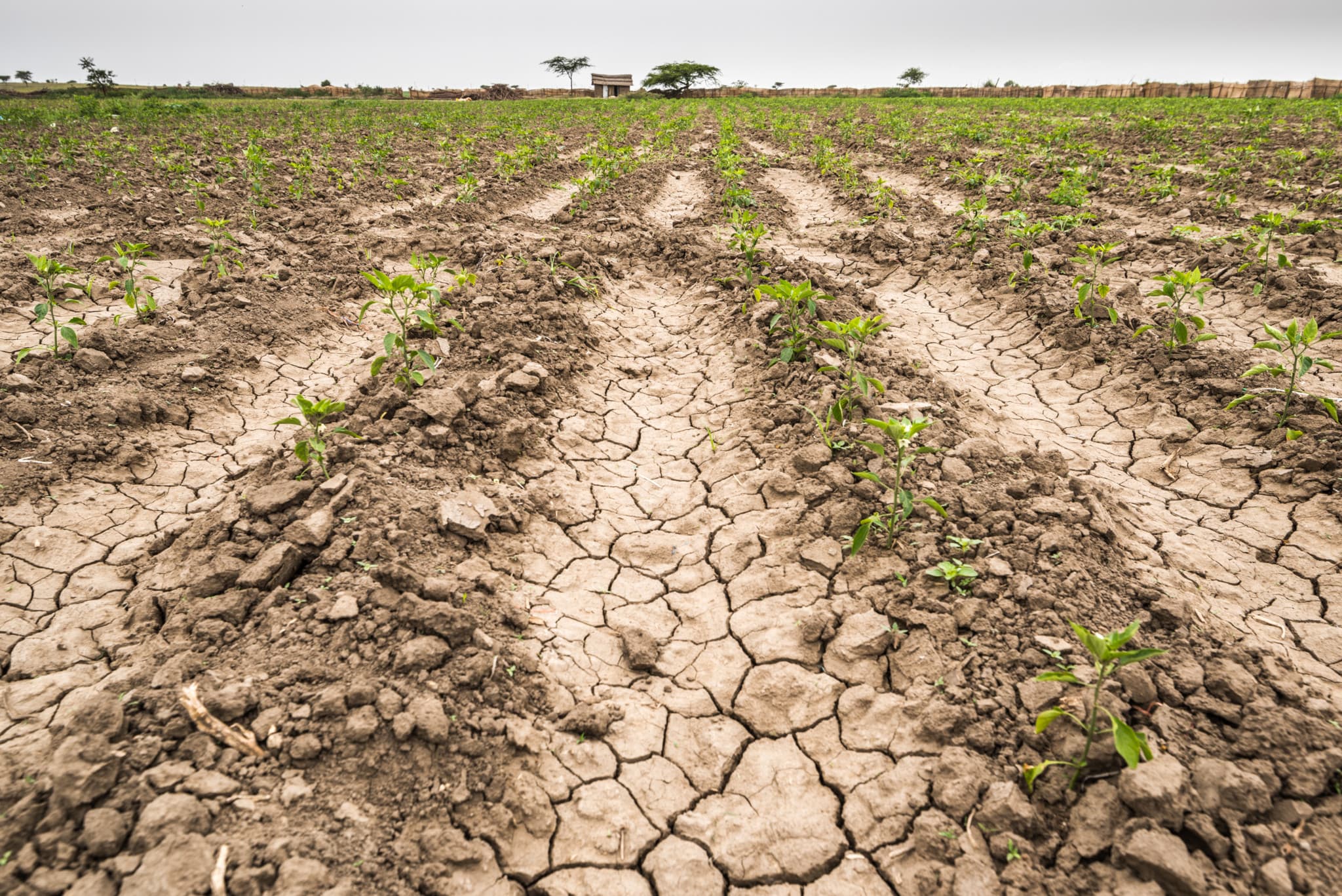 Climat mondial: L’épisode 2026-2027 d’El Niño pourrait être le plus dévastateur de l’histoire