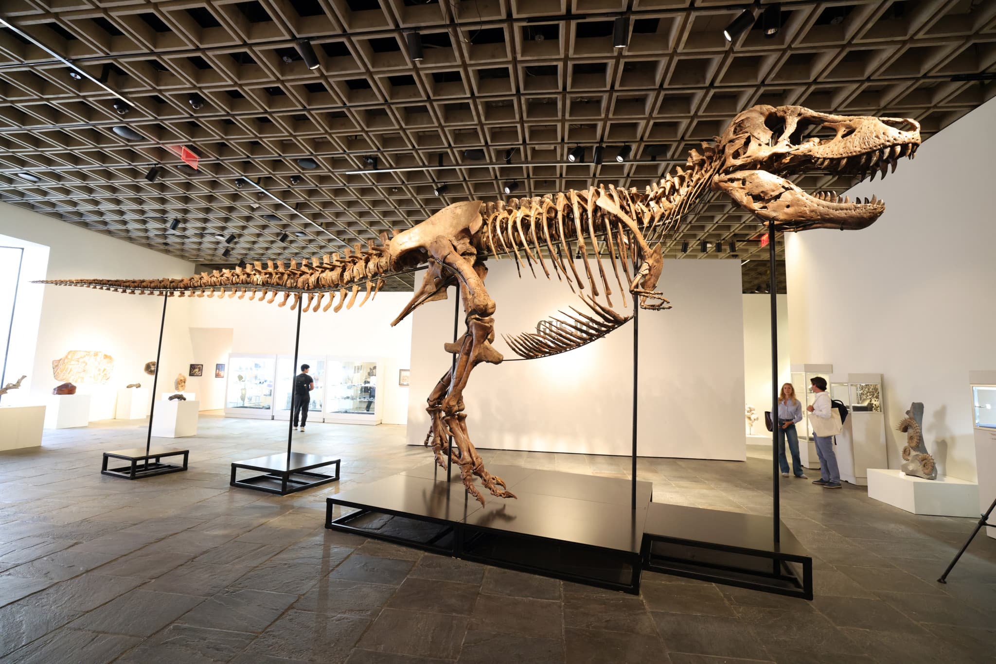 Vente record à New York: Un squelette de T-Rex vendu 50 millions de dollars aux enchères