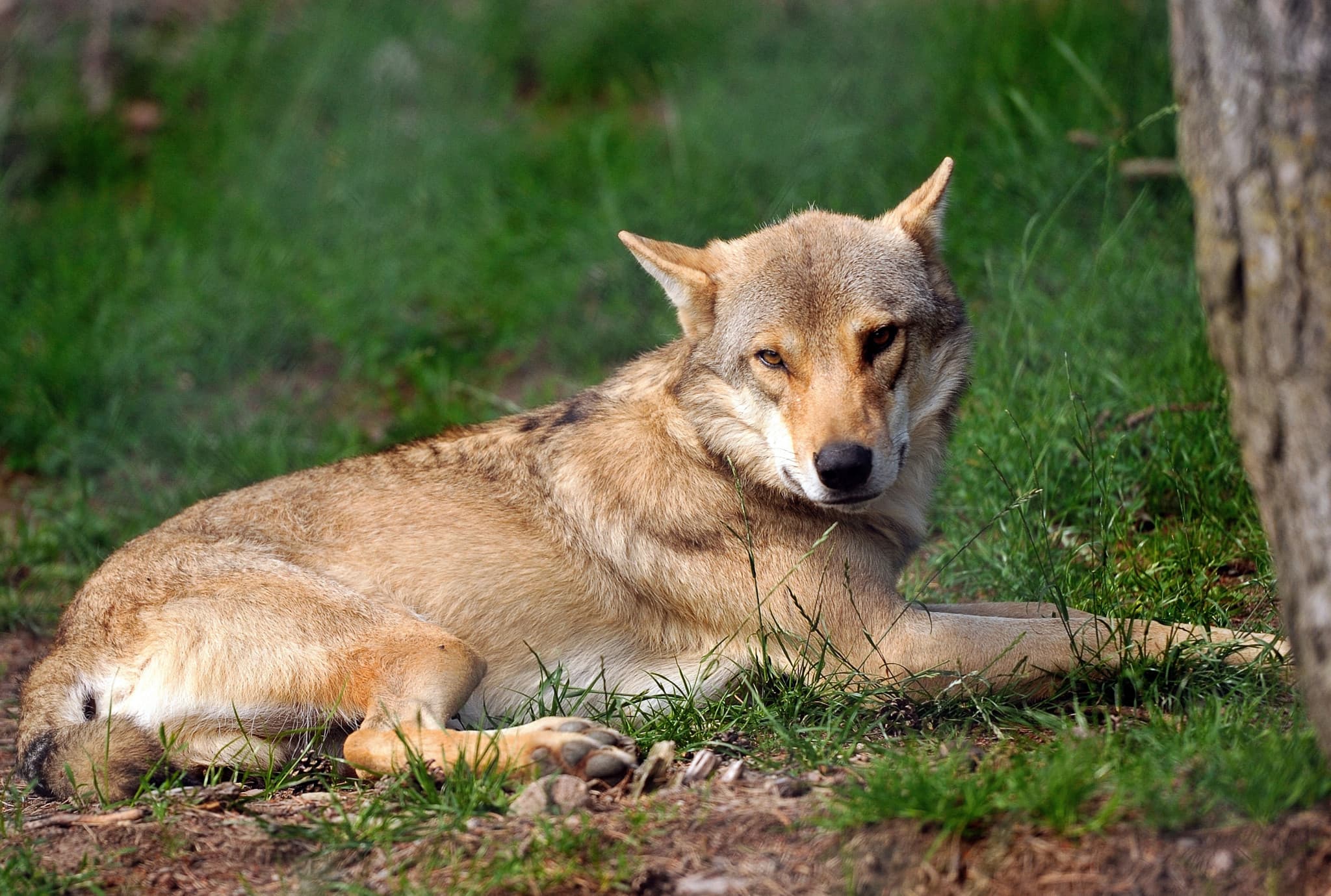 Espèces menacées aux États-Unis: Donald Trump veut retirer les protections accordées aux loups
