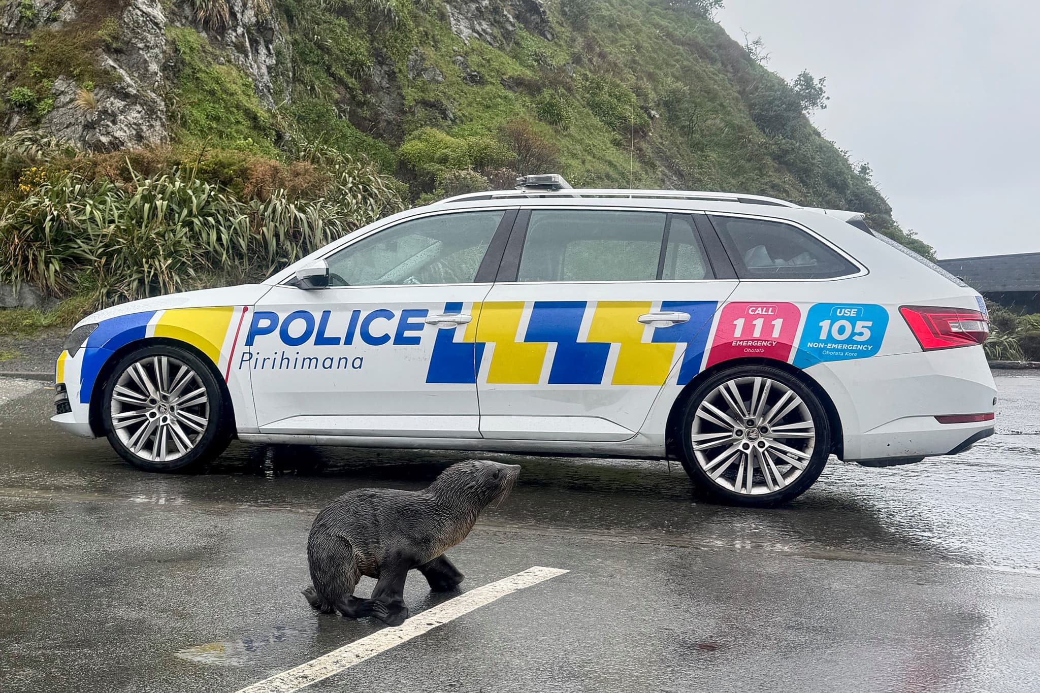 Insolite en Nouvelle-Zélande: Un jeune phoque égaré sur une route sauvé par la police