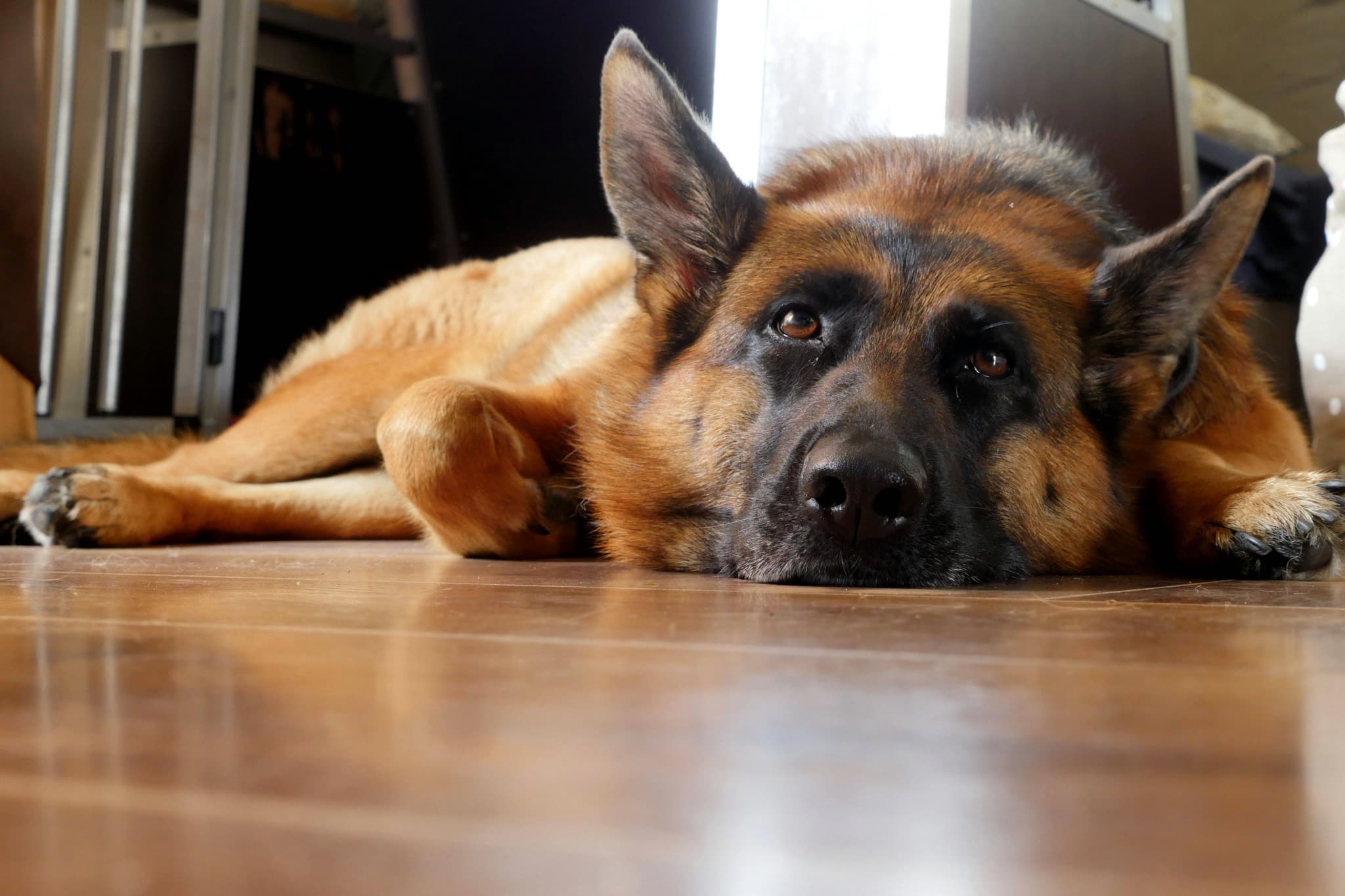 France: Une meute de neuf chiens sème la terreur dans les Yvelines