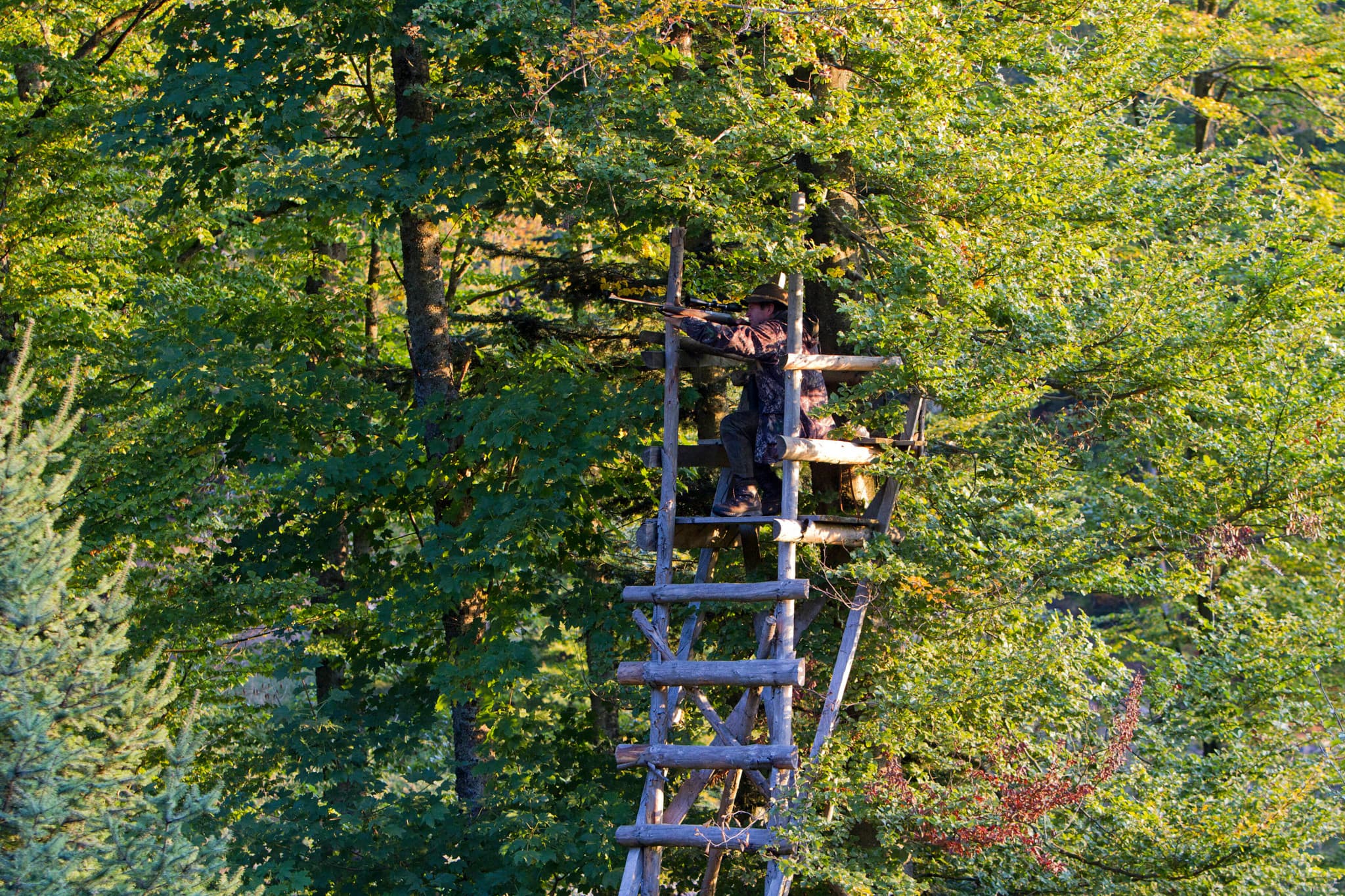 Drame en Allemagne: Un chasseur tué par balle sur son mirador en pleine nuit