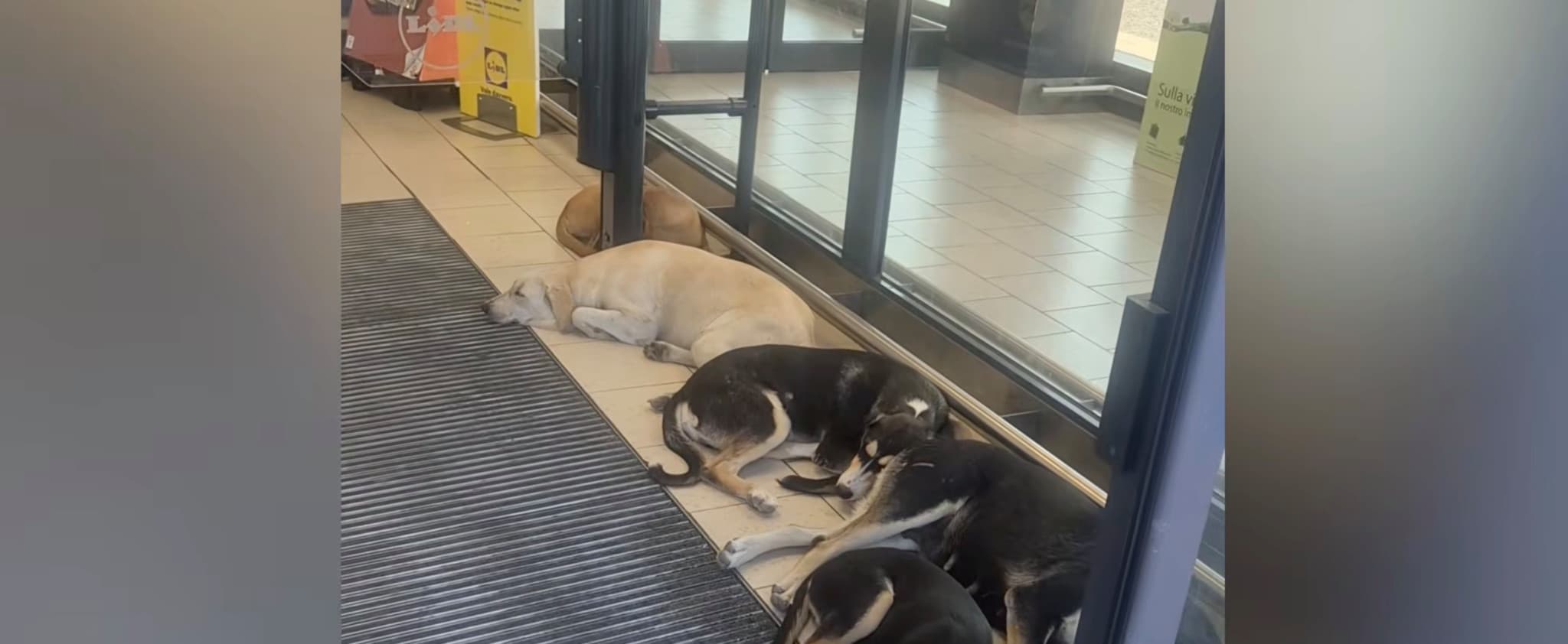 Canicule en Sicile: Épuisés par la chaleur, des dizaines de chiens errants se réfugient dans un Lidl