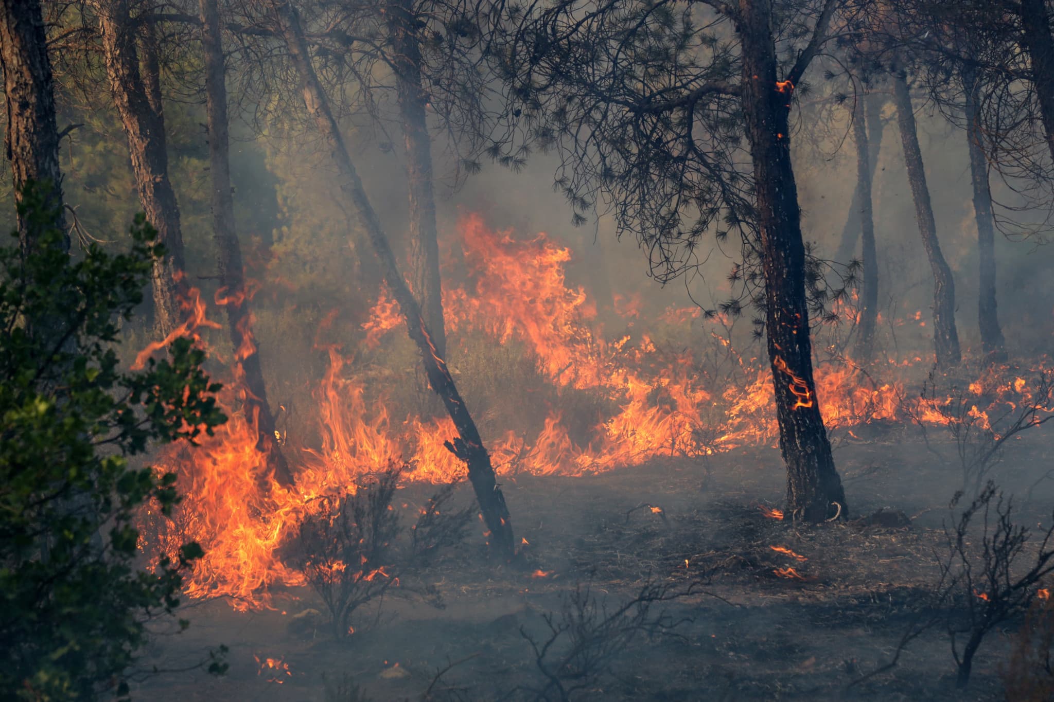 Incendies meurtriers: La peine de mort étendue aux auteurs de feux de forêt en Algérie