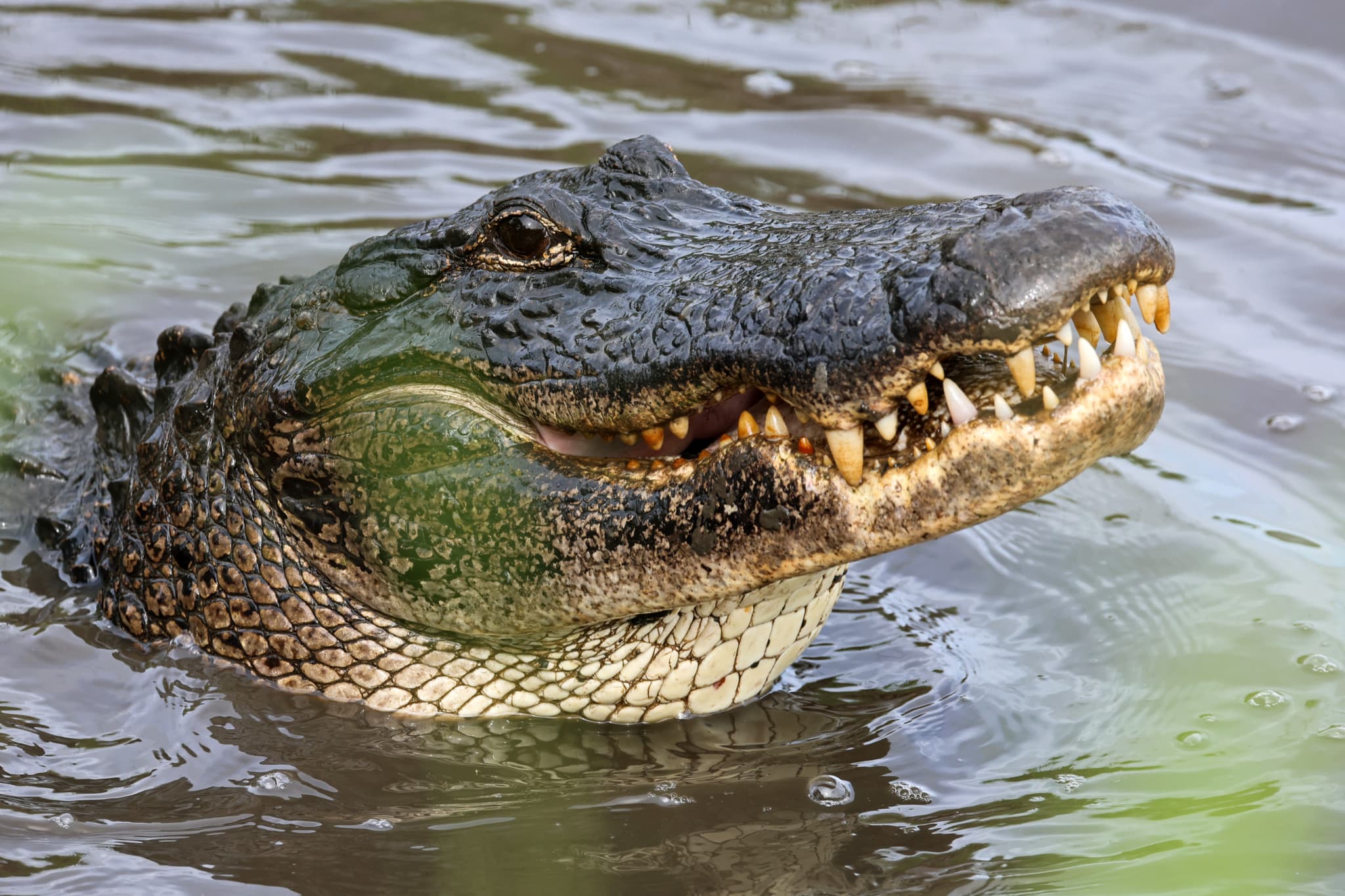 Incident en Floride: Une nageuse perd un bras après l’attaque d’un alligator