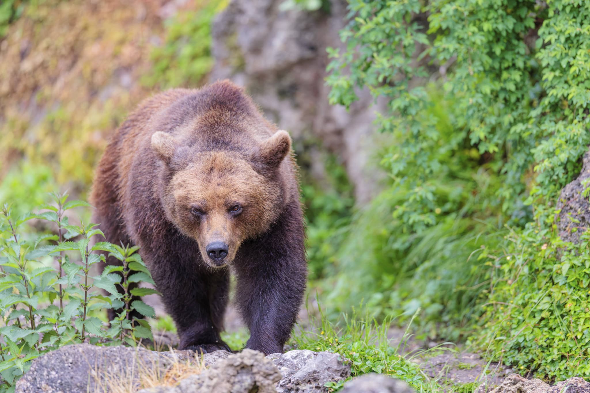 Accident en Californie: Un chien meurt en tentant de protéger ses maîtres contre un ours