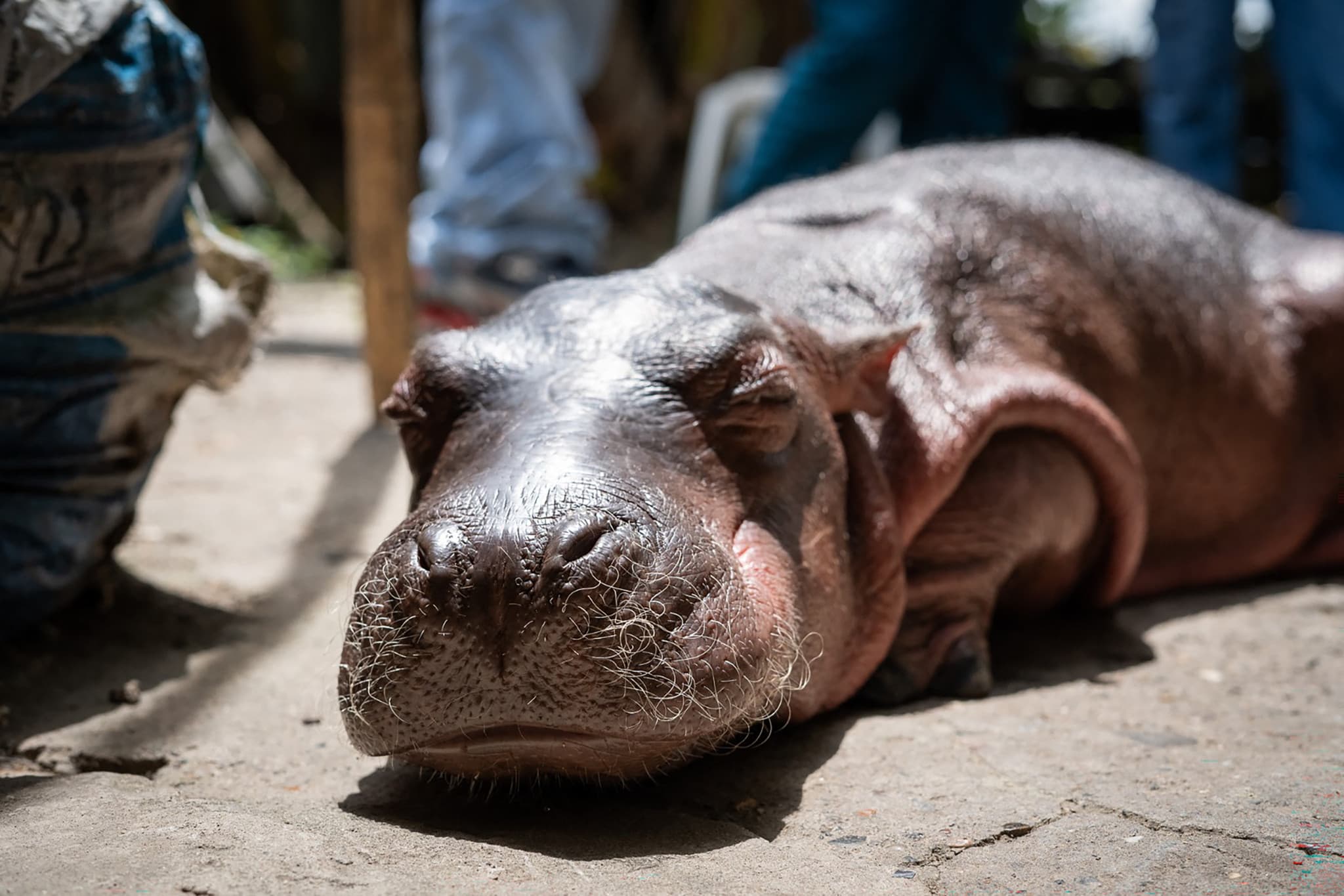 En vidéo: Le destin tragique d’un bébé hippopotame d’Escobar