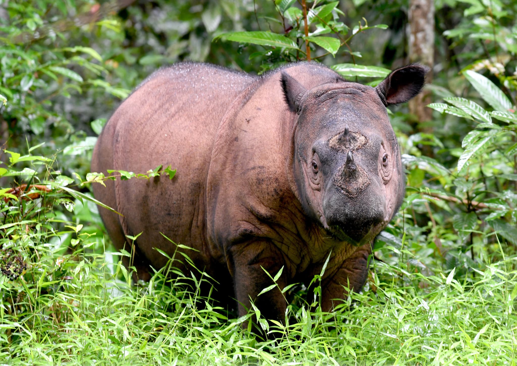 Rhinocéros de Sumatra: Deux femelles enceintes redonnent espoir à l’espèce la plus menacée