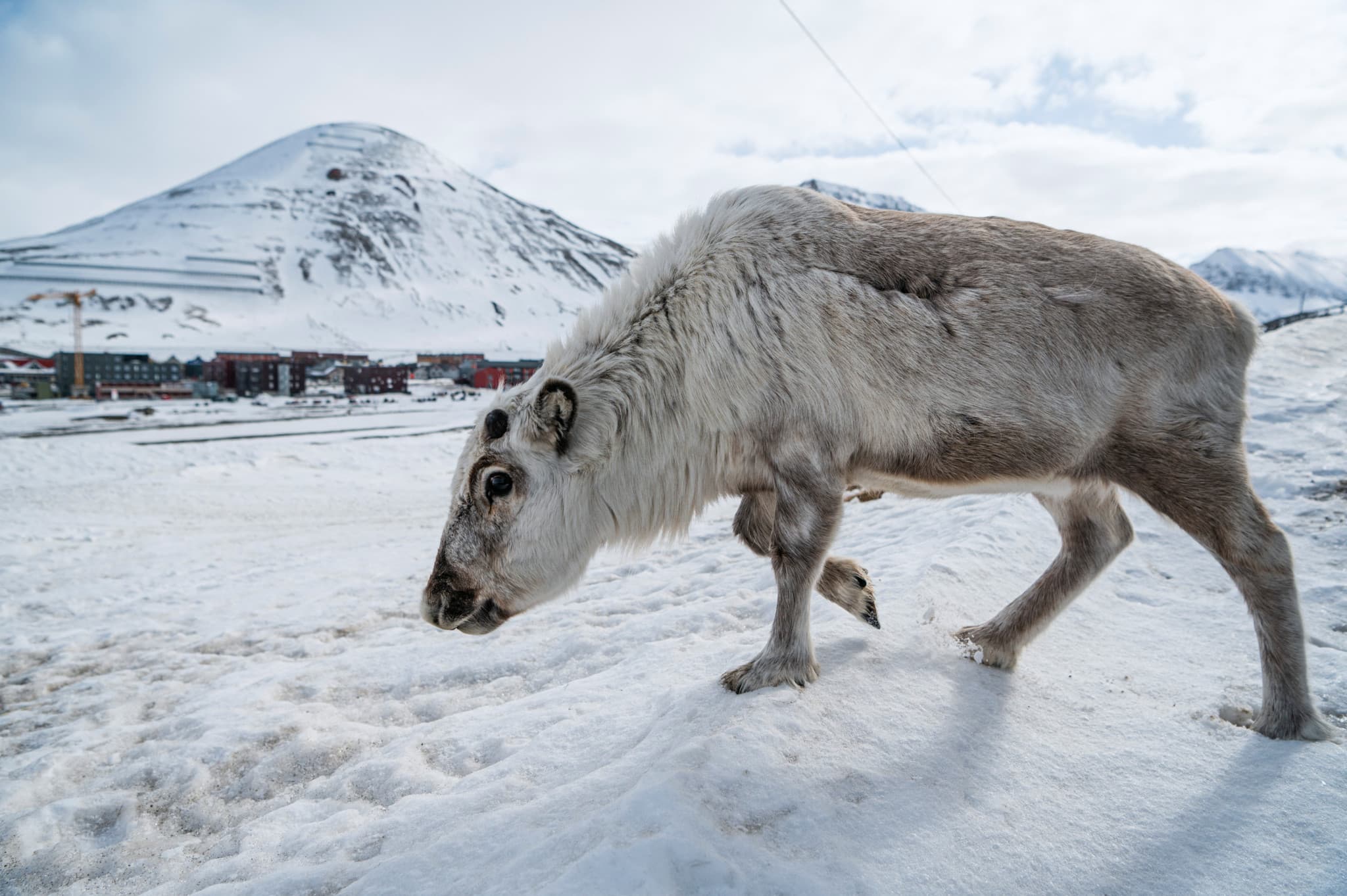 Mystère dans l’Arctique: Des rennes meurent de manière «très inhabituelle» au Svalbard