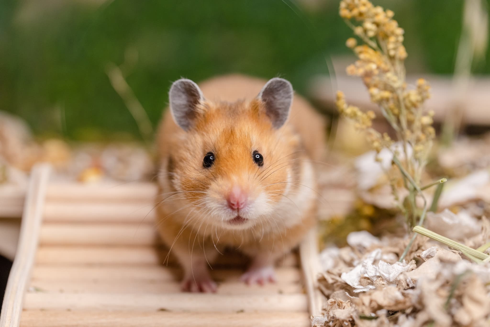 Cruauté animale au Japon: Un homme arrêté pour avoir massacré 50 hamsters dans des hôtels
