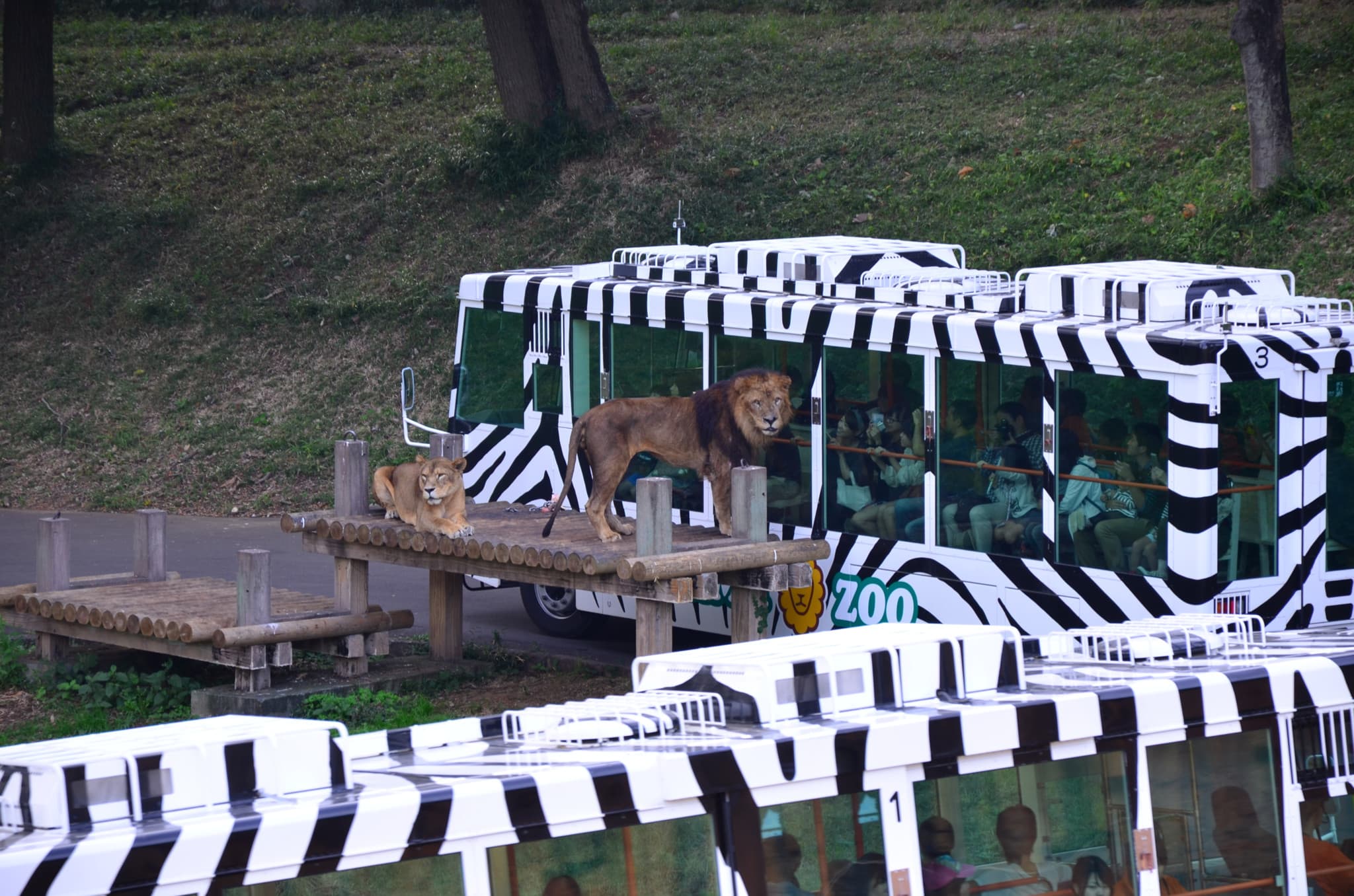 Canicule au Japon: Trois lionnes d’un zoo de Tokyo meurent d’un possible coup de chaud