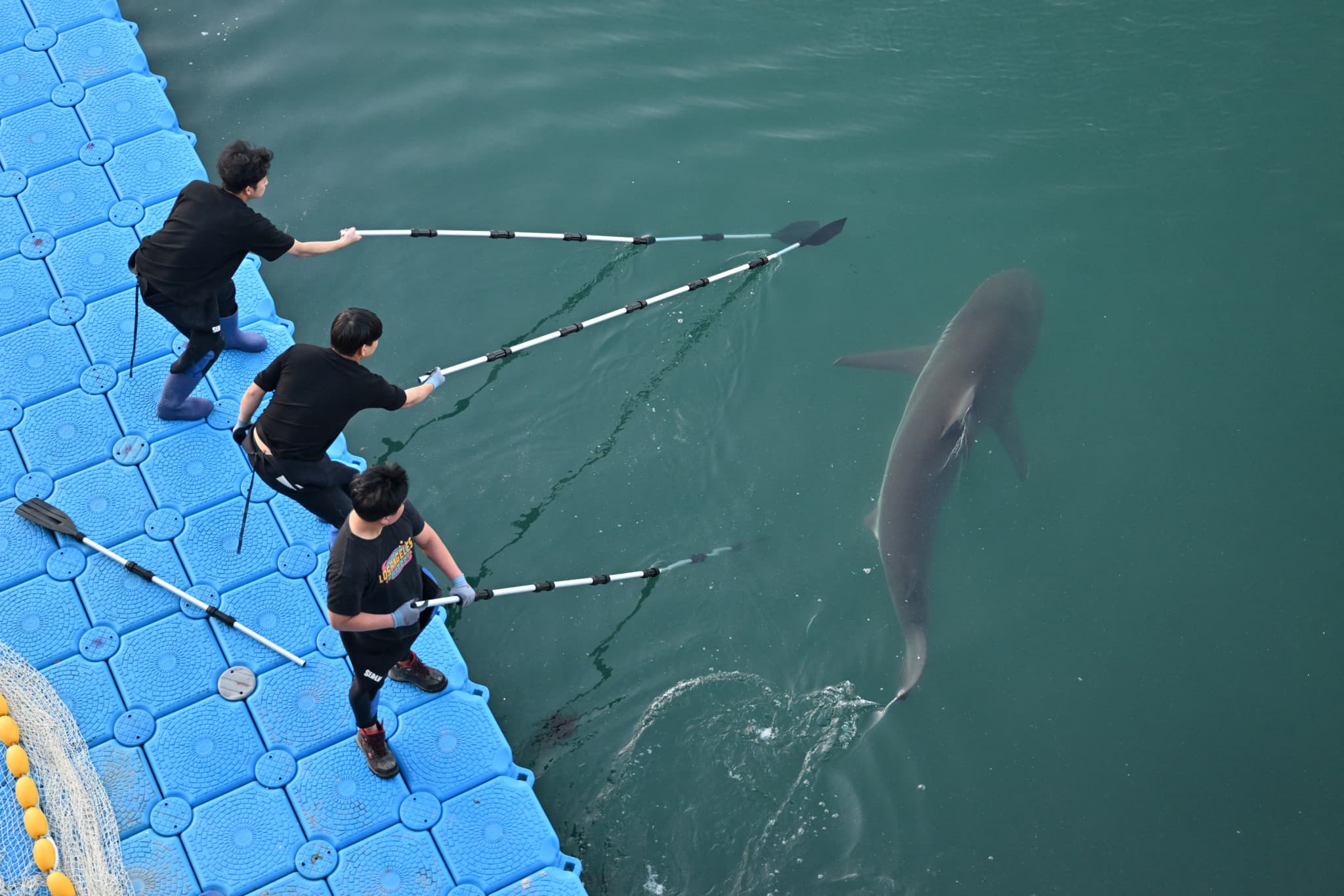 Canal de Busan: Un requin tropical fascine 1,6 million de Sud-Coréens