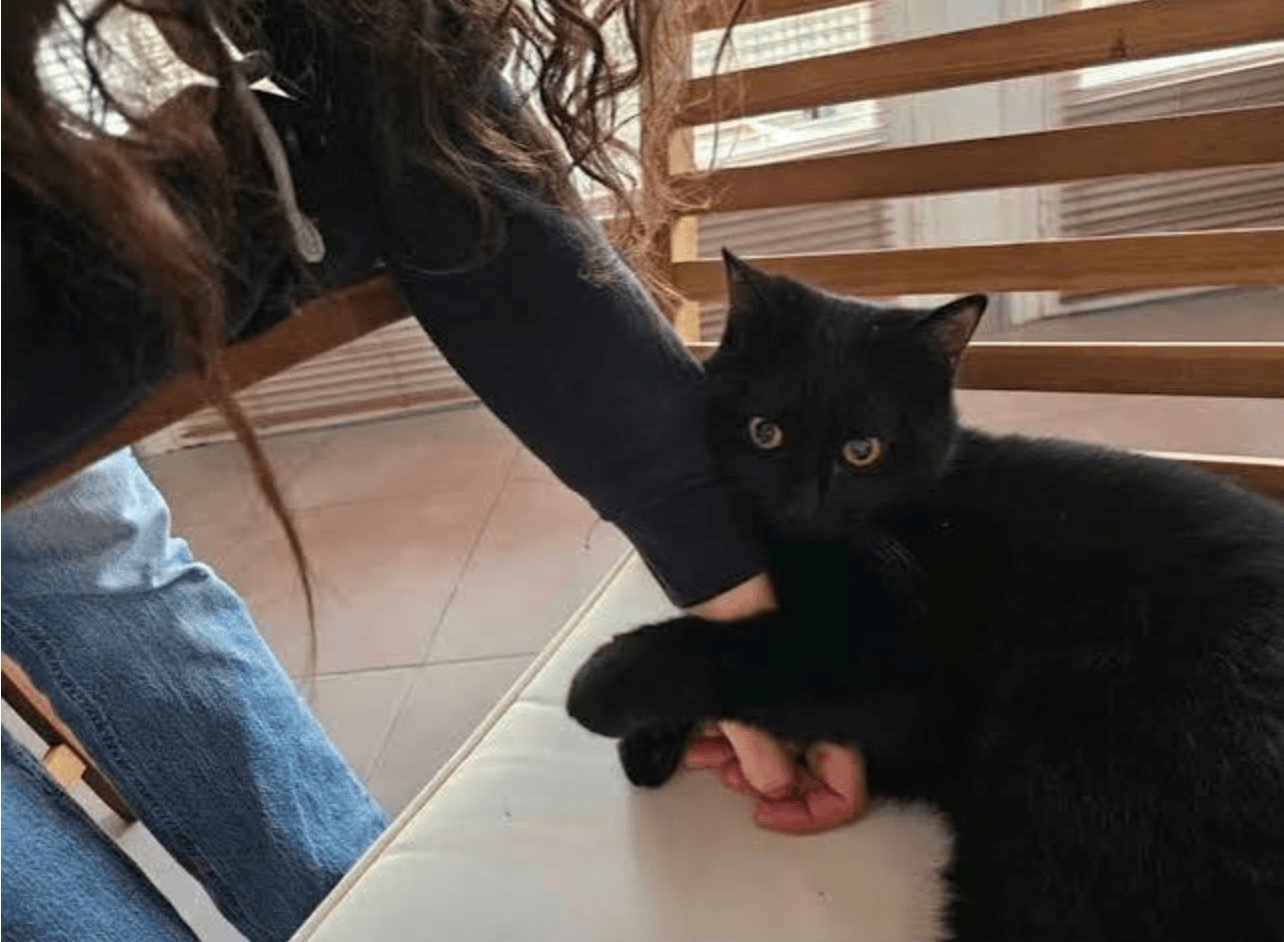 Perdu sur une aire d’autoroute: Le chat «Chanel» retrouvé après 28 jours d’errance