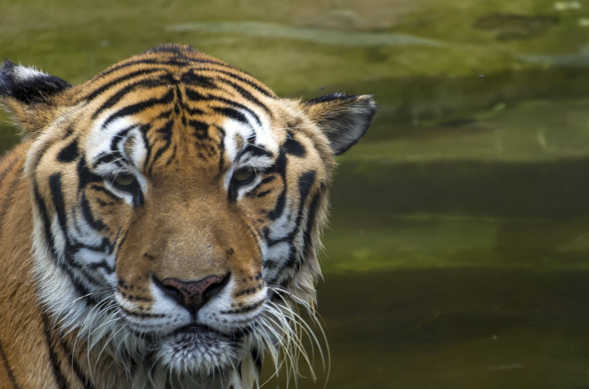 Insolite au Mexique: Lions, tigres et jaguars découverts chez des trafiquants de carburant