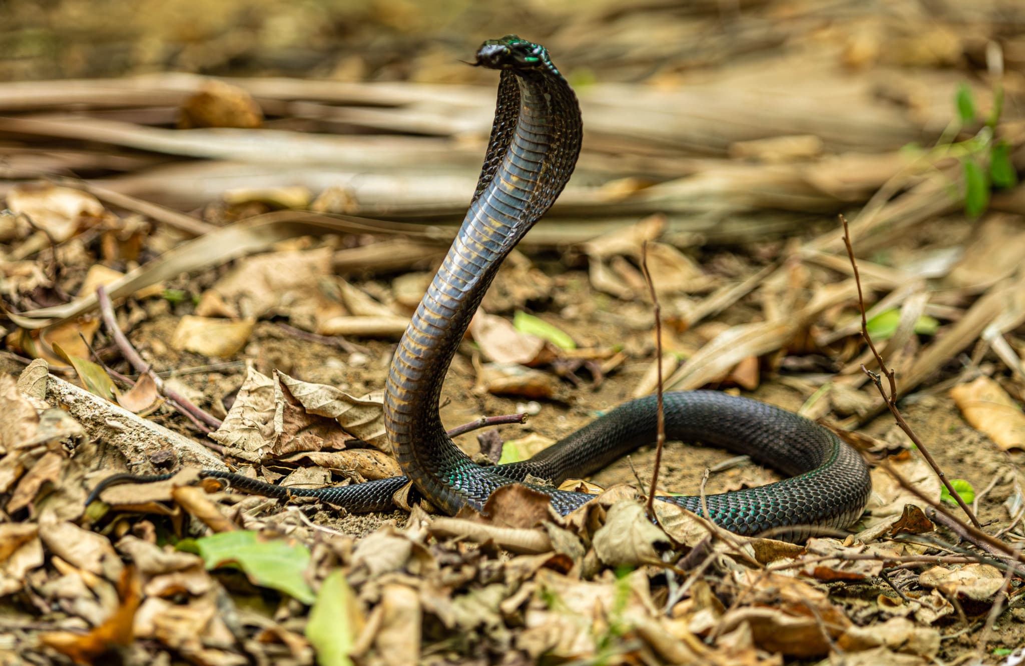 Stupeur en Allemagne: Une fausse photo d’un cobra déclenche une alerte générale