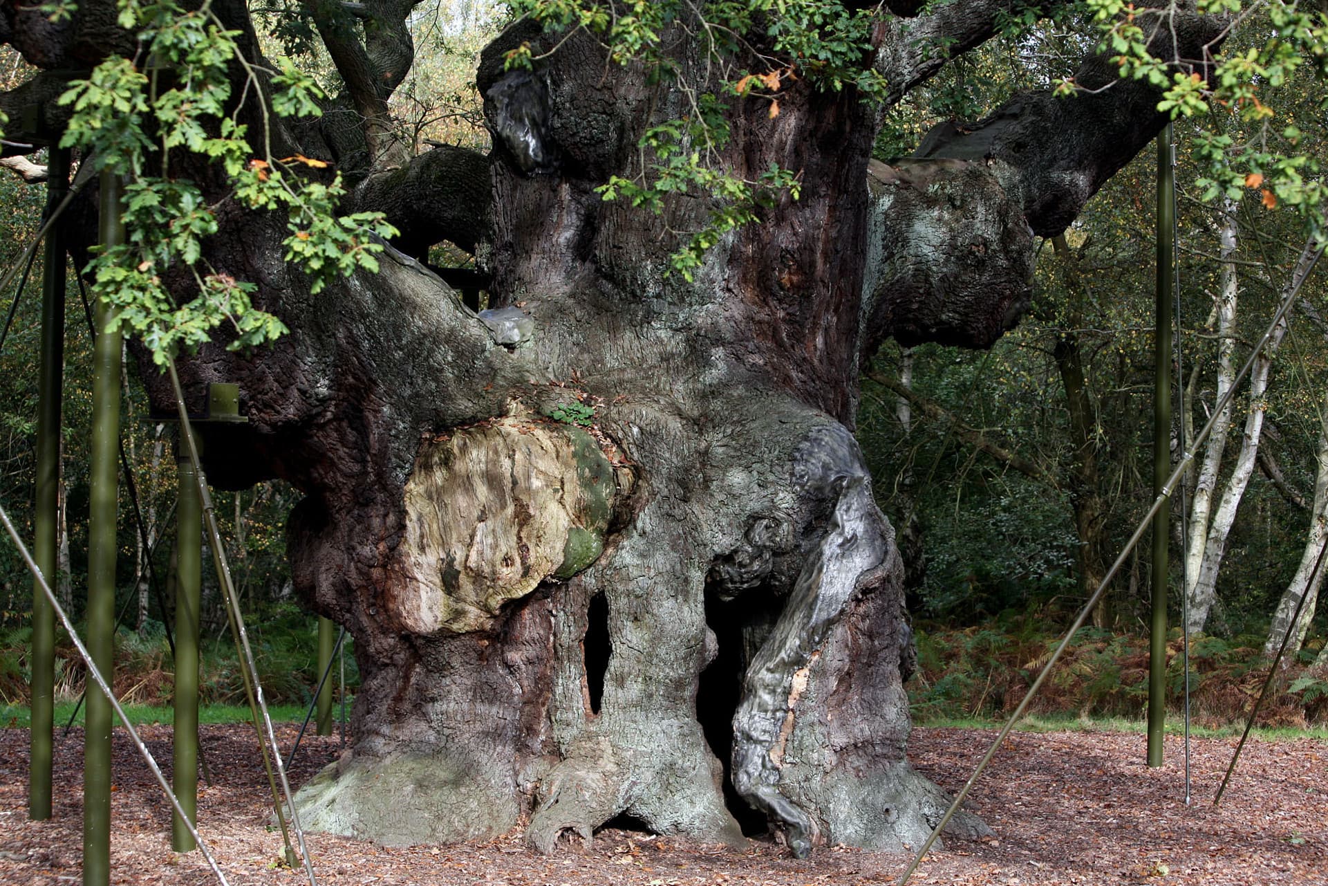 Forêt de Sherwood: Le chêne de Robin des Bois semble avoir rendu l’âme