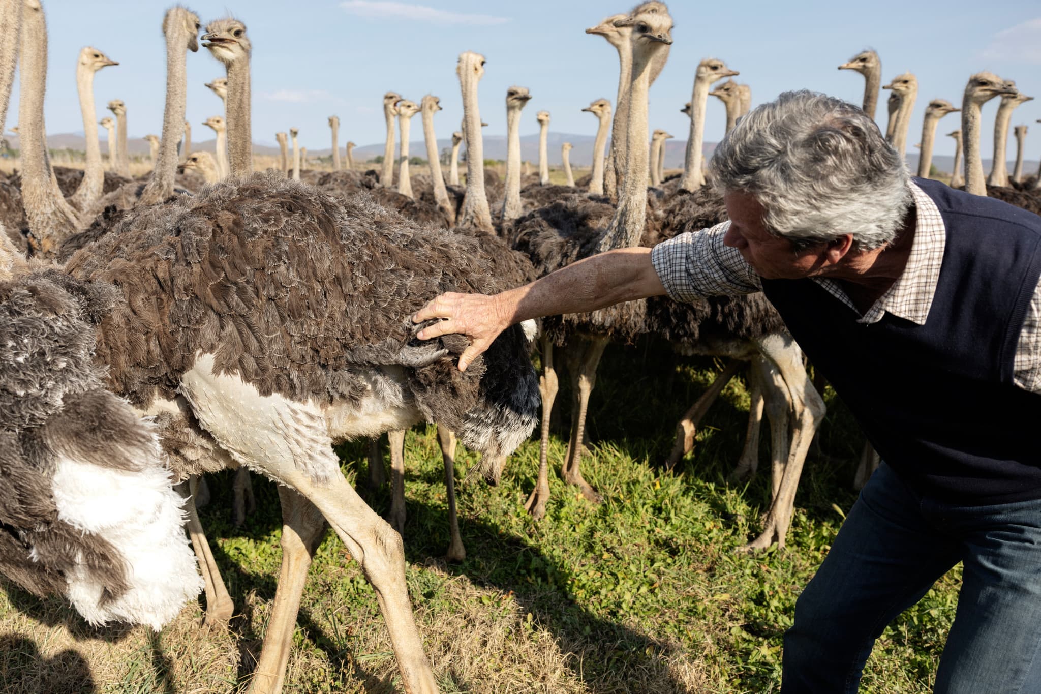 Maltraitance animale: Des autruches plumées vives pour fournir les grandes marques de luxe