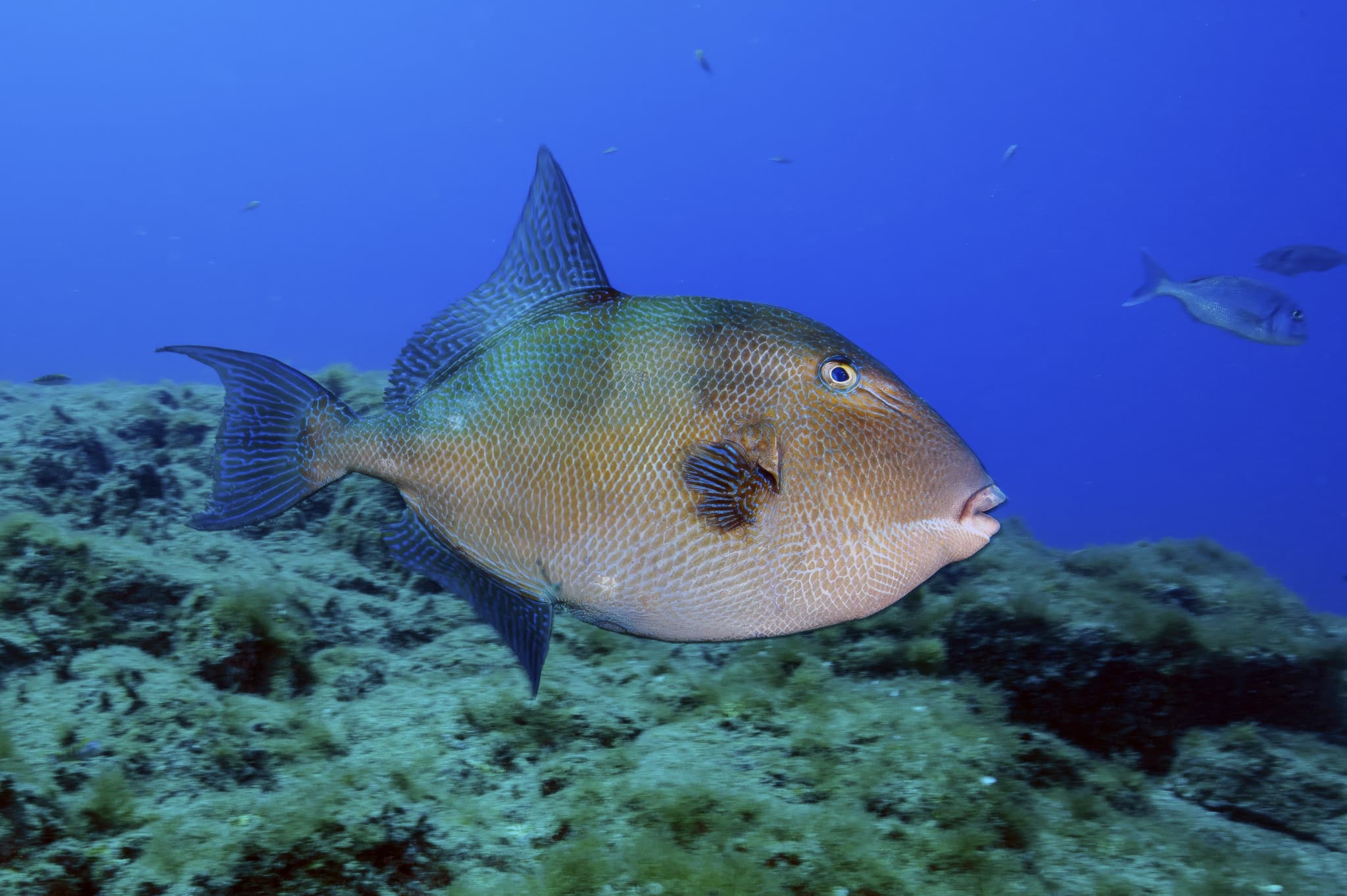 Morsures et animaux venimeux: La Méditerranée face à l’invasion des nouvelles espèces de poissons