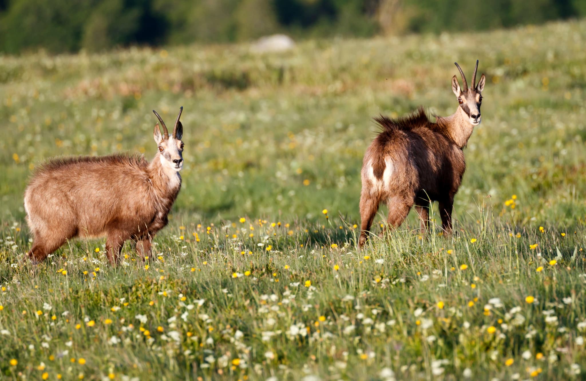 Insolite en France voisine: Un chamois attaque des joggeurs à répétition et personne ne sait pourquoi