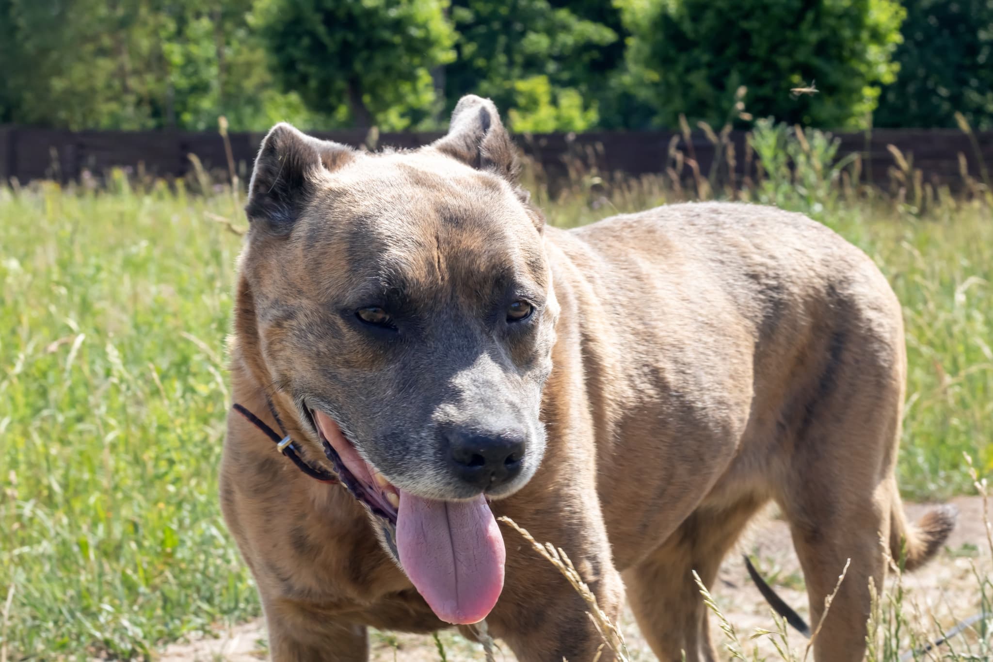 Drame en Allemagne: Un visiteur libère le chien de sa cage, une fillette de 4 ans meurt sous ses crocs