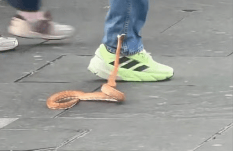 Insolite en Écosse: Un serpent sème la panique dans une rue commerçante de Glasgow