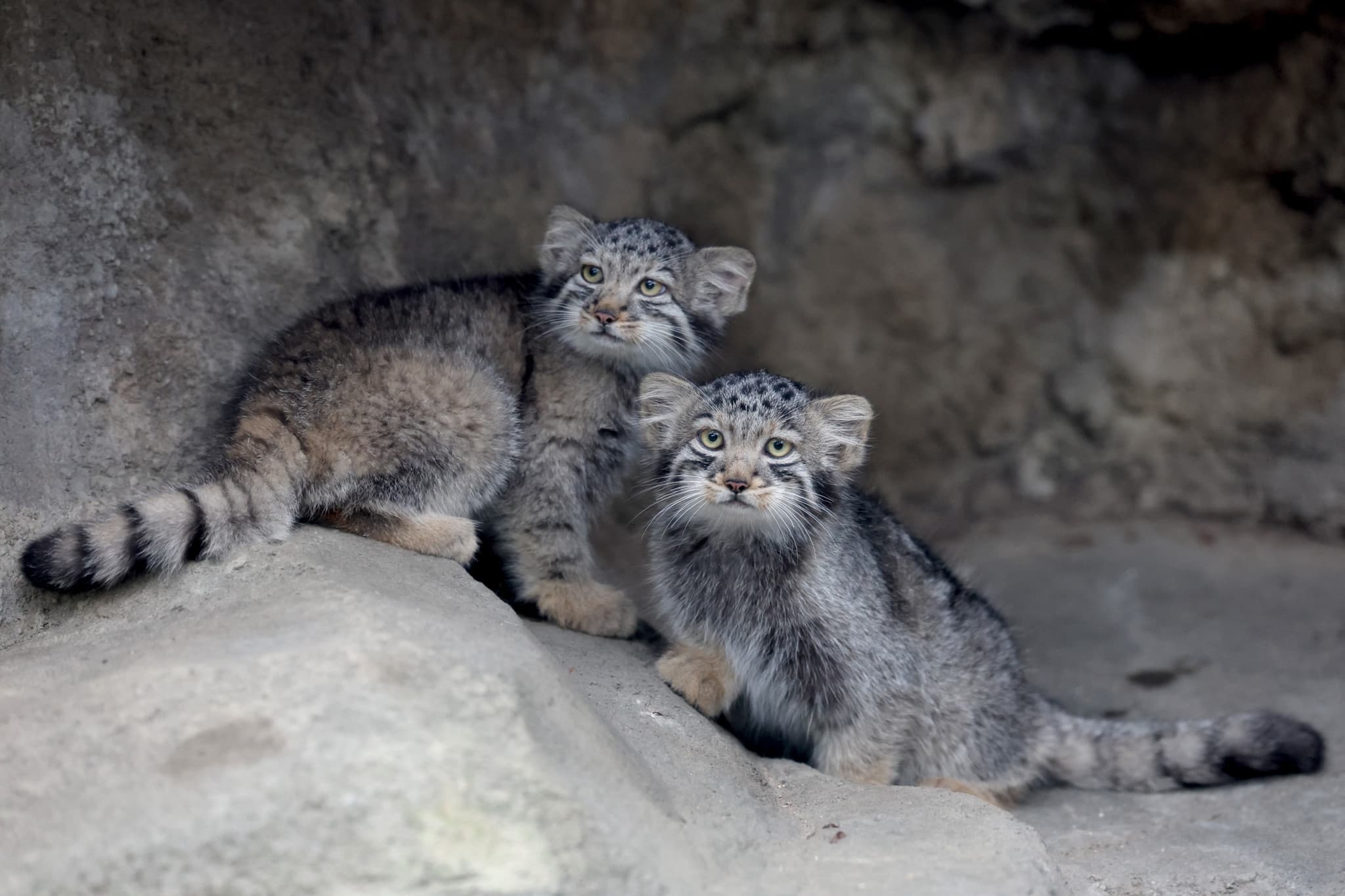 Naissances au Japon: Cinq chatons de Pallas ont été présentés dans un zoo japonais
