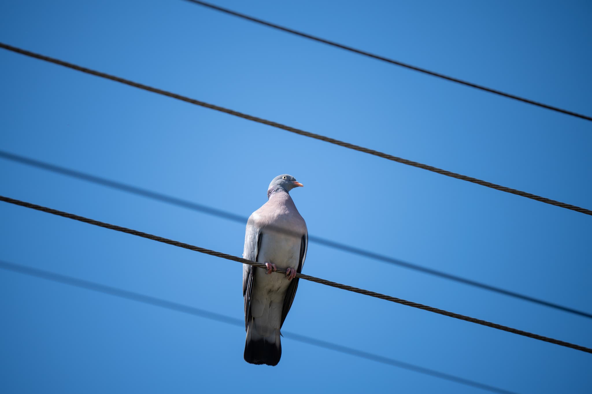 Incendie en France: Un pigeon percute une ligne électrique, prend feu et embrase 2,5 hectares