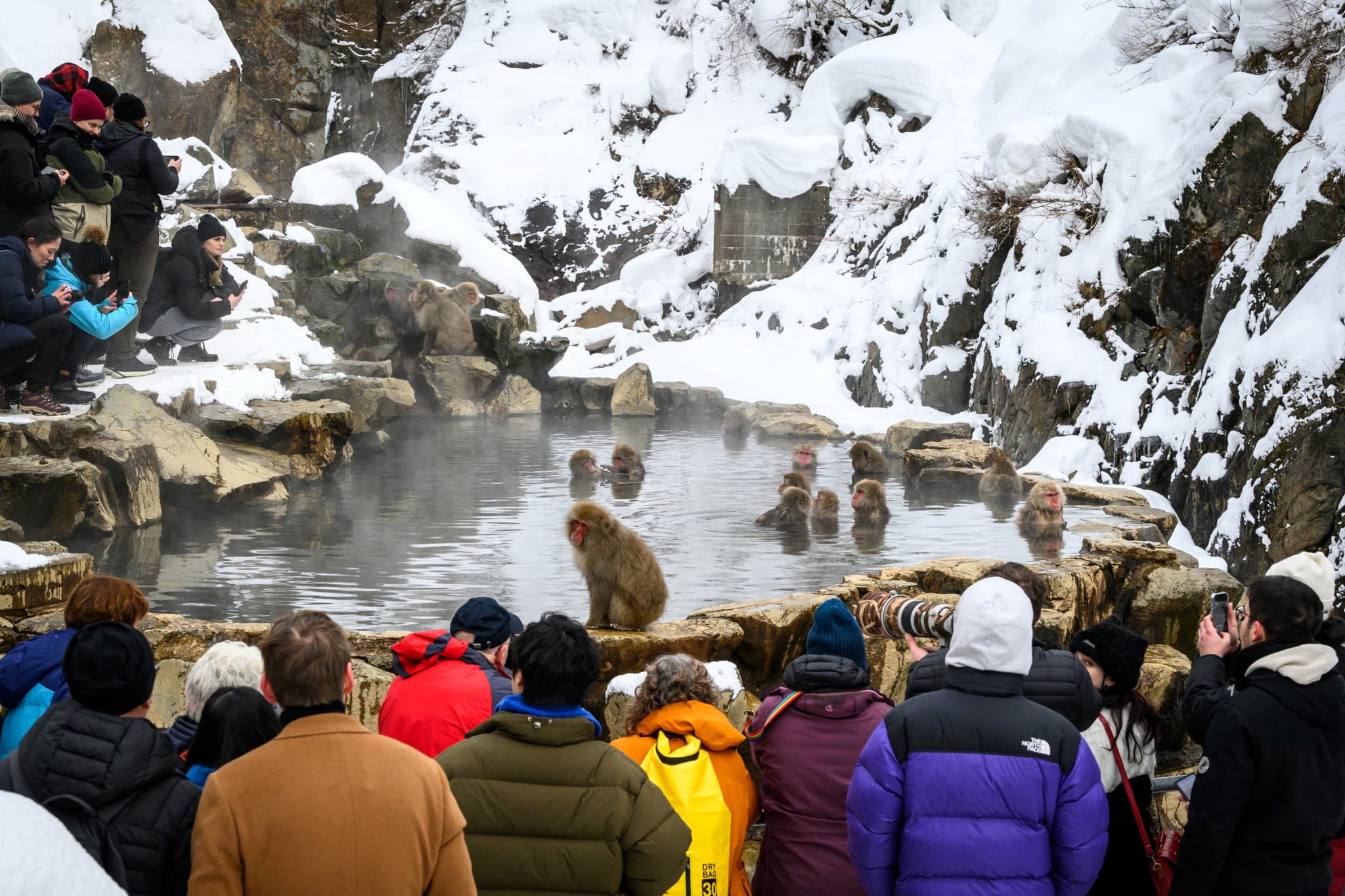 Surtourisme japonais: Des touristes tentent de se baigner avec les singes des neiges