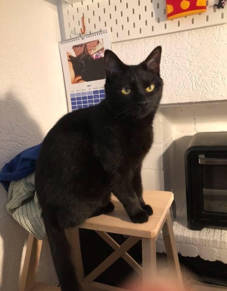 Vacances sacrifiées: Une famille passe dix jours sur une aire d’autoroute pour retrouver son chat