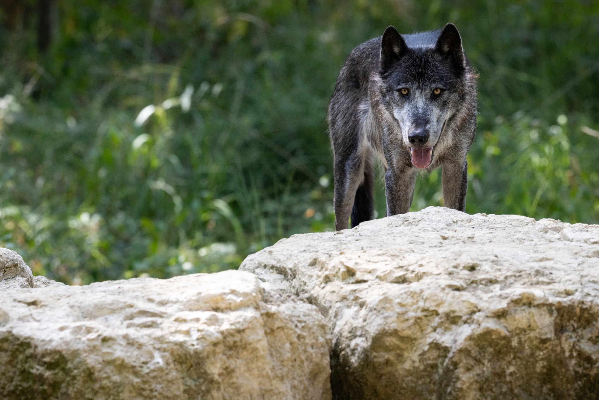 Aux portes de Berlin: Un loup blesse grièvement une fillette dans un parc animalier allemand