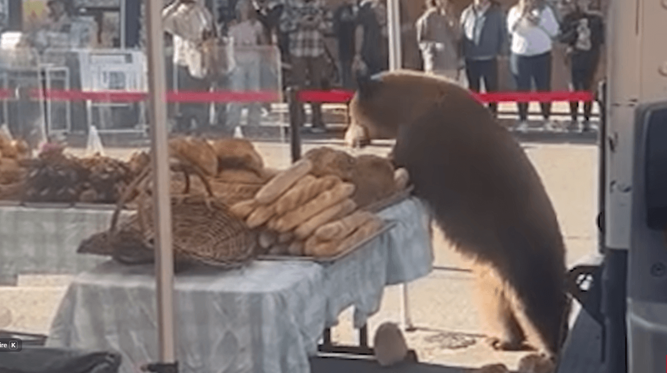 Insolite dans le Colorado: Un ours affamé dévore les viennoiseries du marché d’Aspen