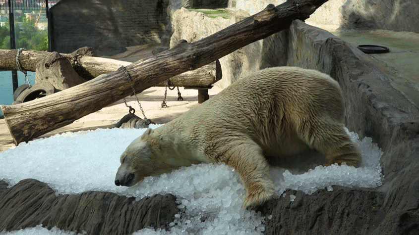 En vidéo: À Prague, des glaces pour sauver les animaux de la canicule