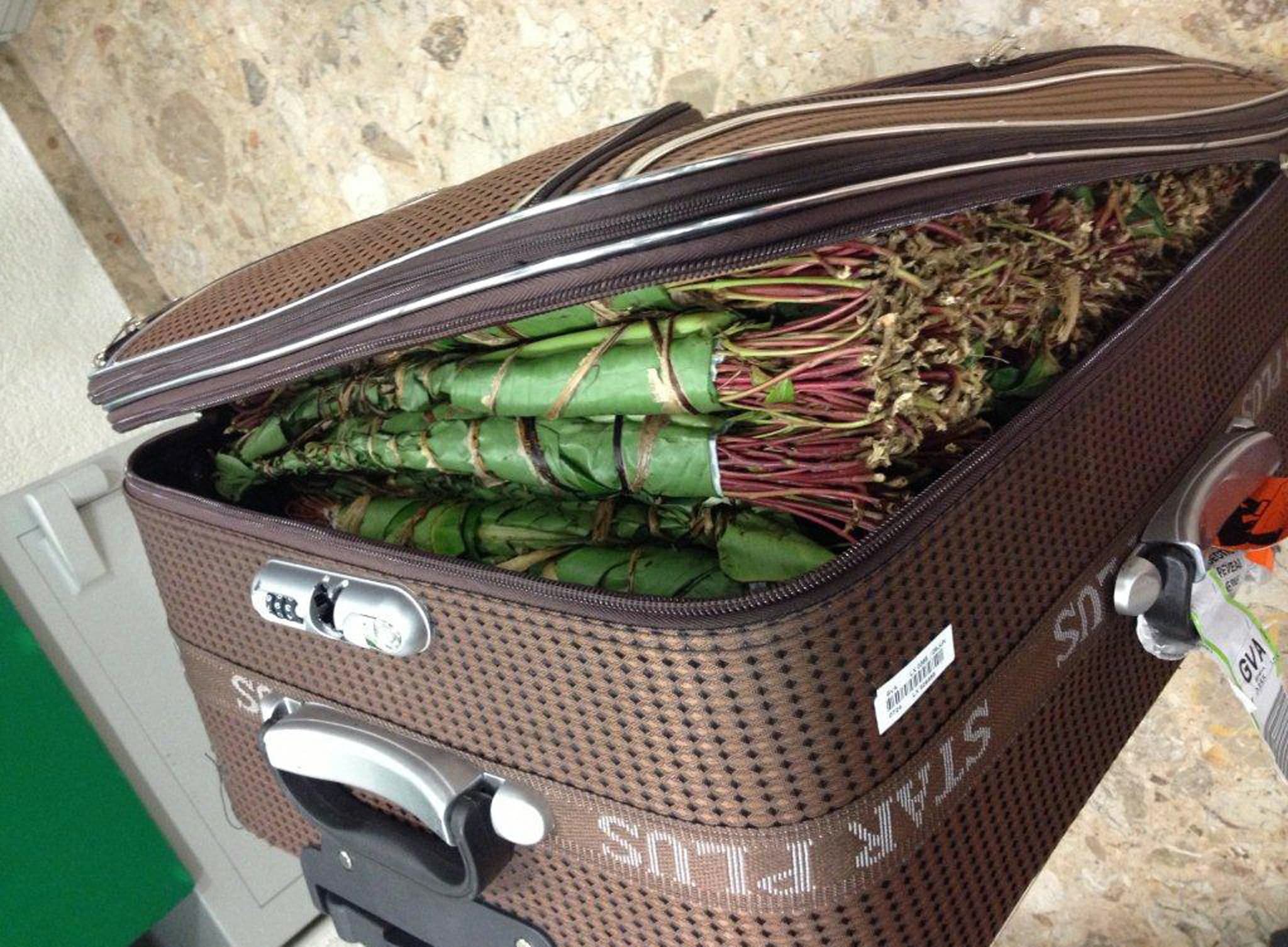 Aéroport de Roissy: Un Suisse arrêté avec 144 kilos de khat dans ses bagages