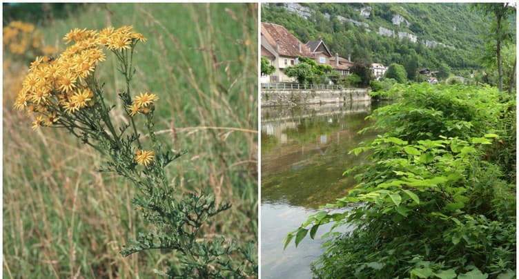 Les plantes envahissantes dans le collimateur du canton 