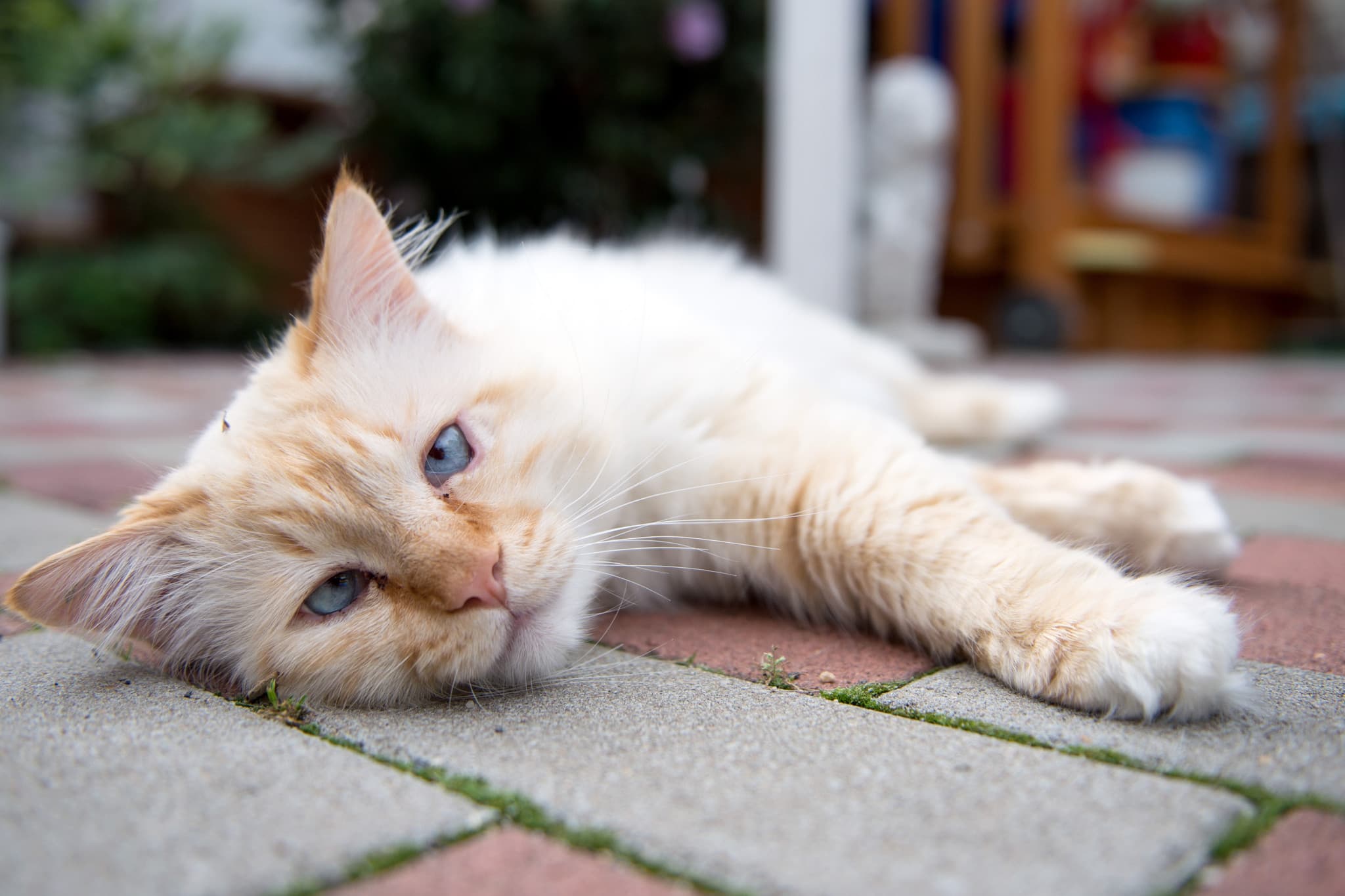 Amendes salées: Nourrir un chat errant peut coûter cher, mais parfois, c’est permis
